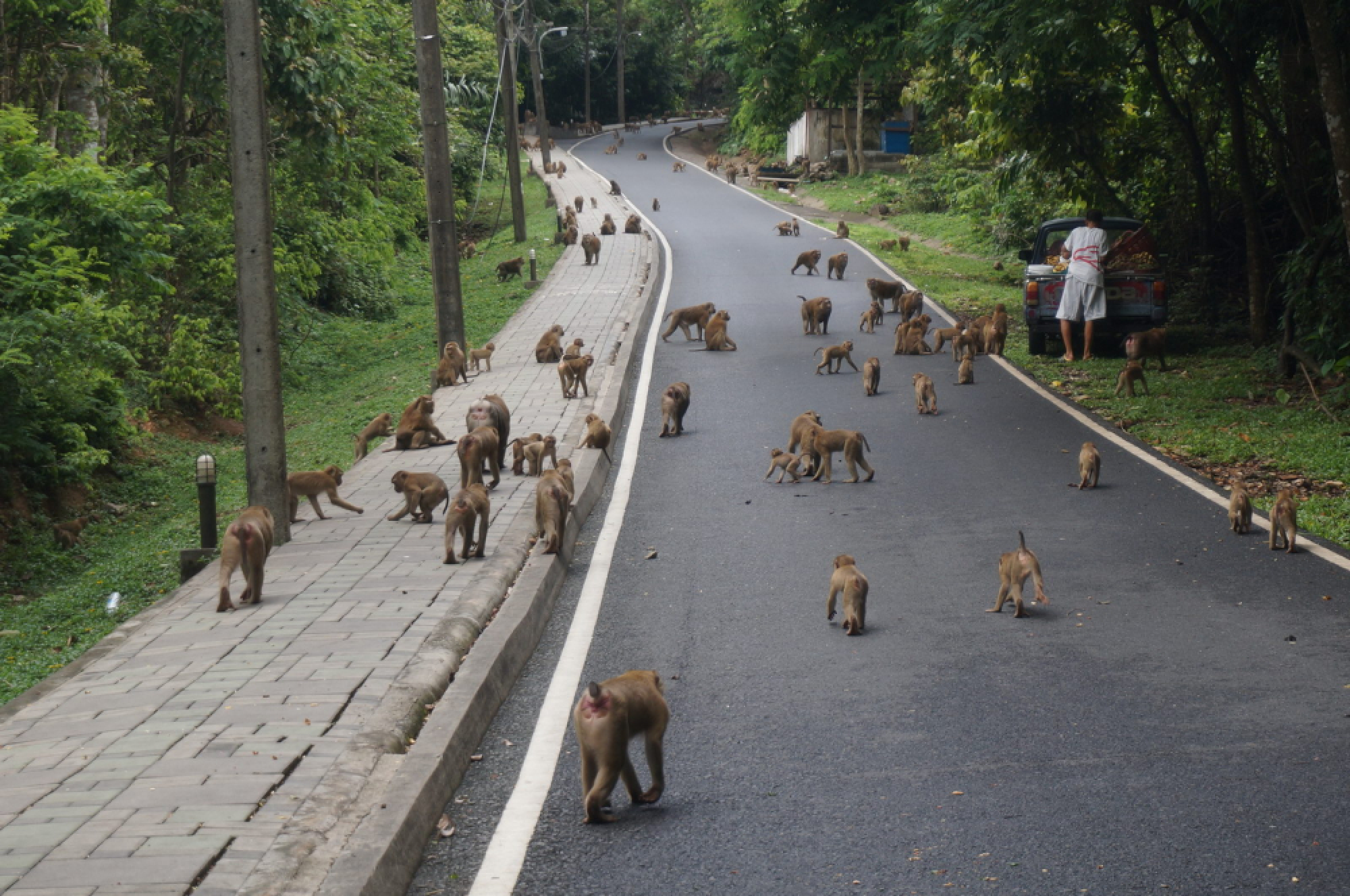 Bt900,000 to move monkeys