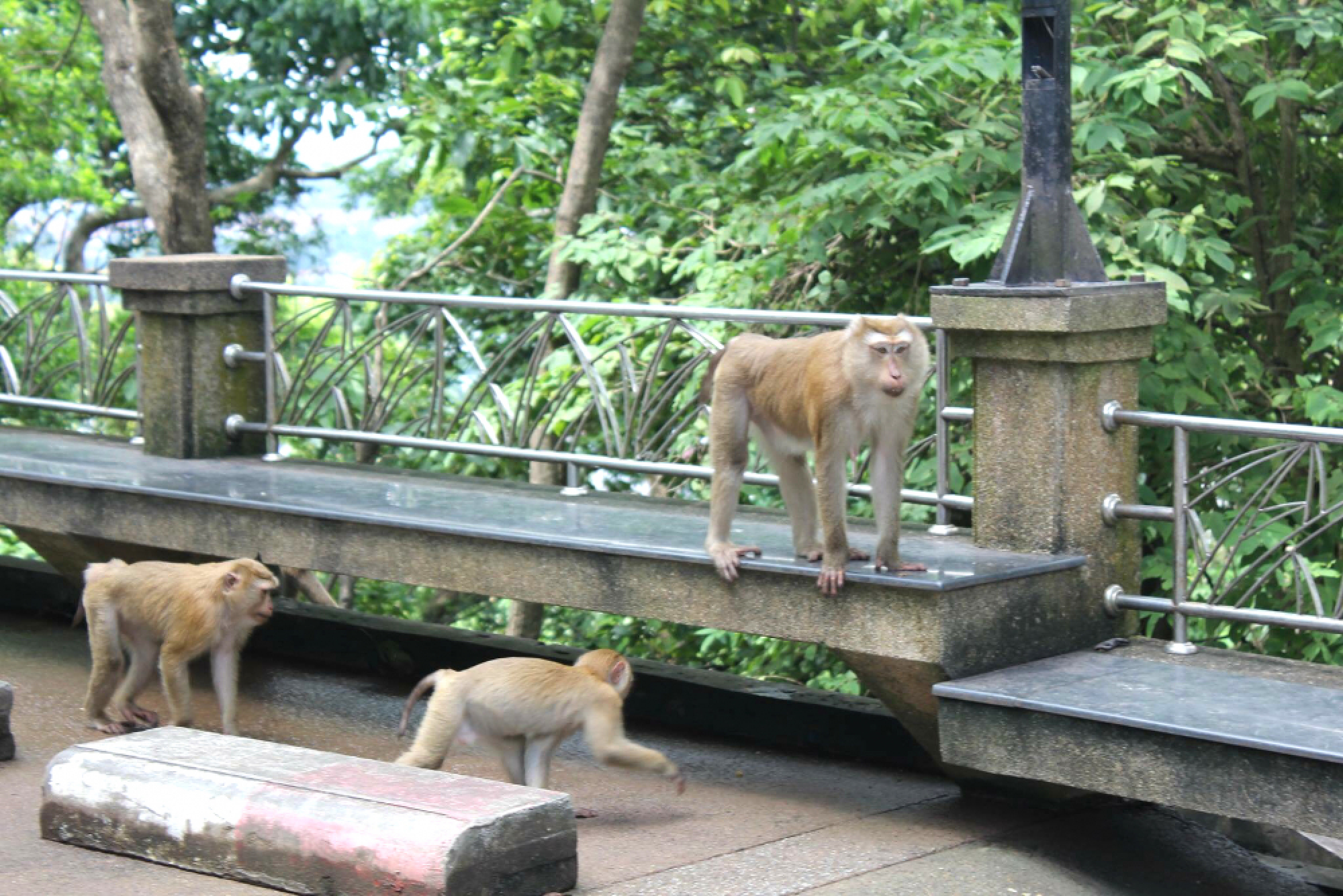Bt900,000 to move monkeys