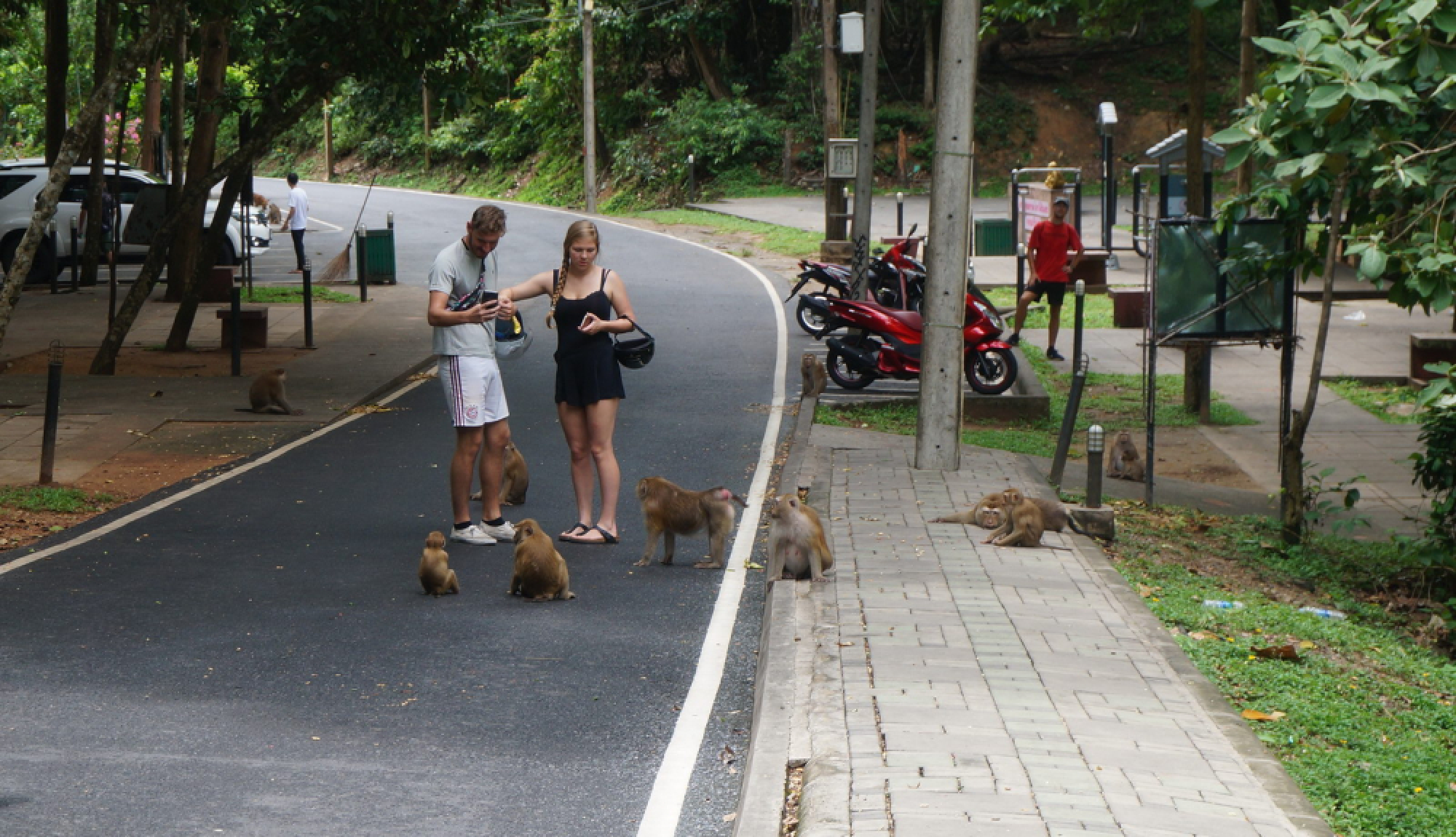 Bt900,000 to move monkeys