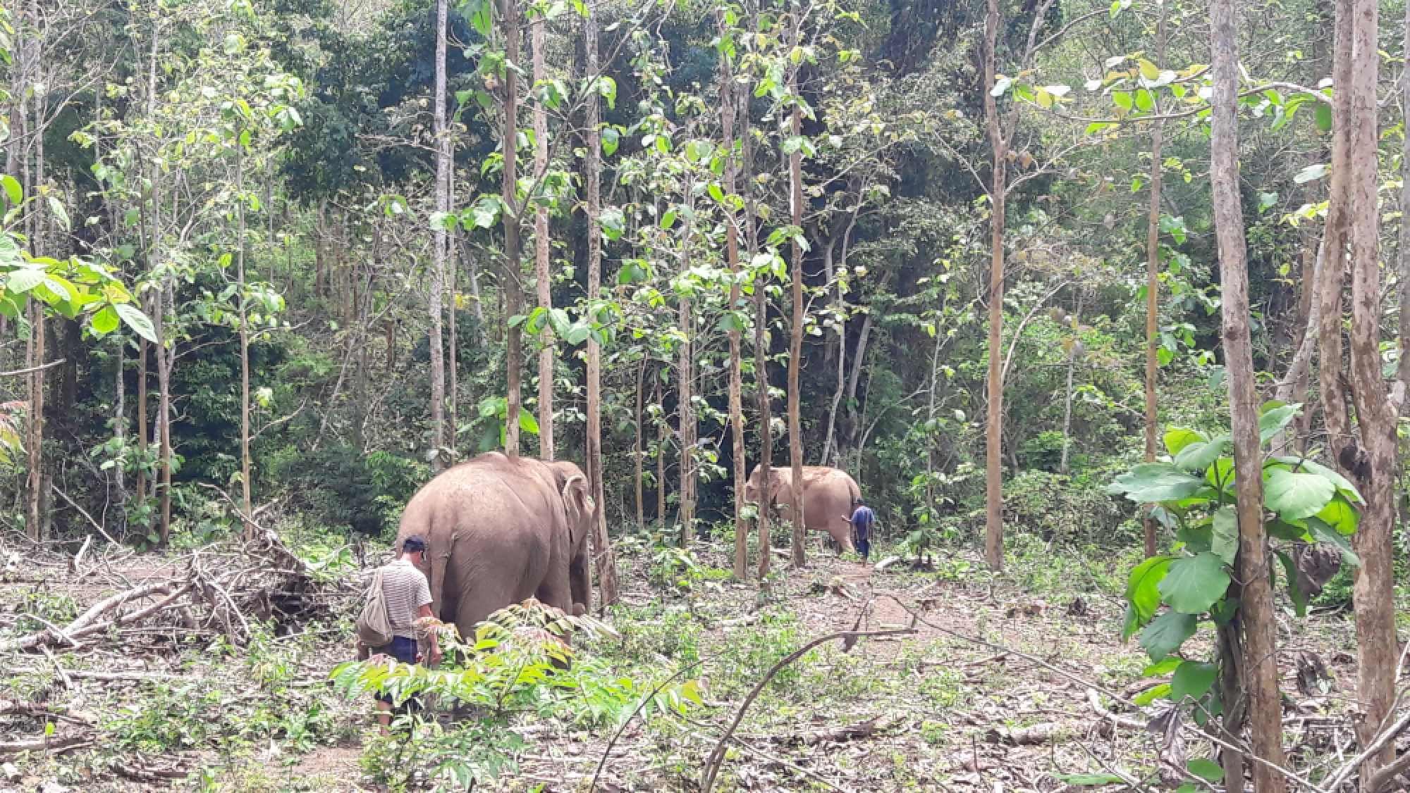 Luang Prabang – a pachyderm paradise 