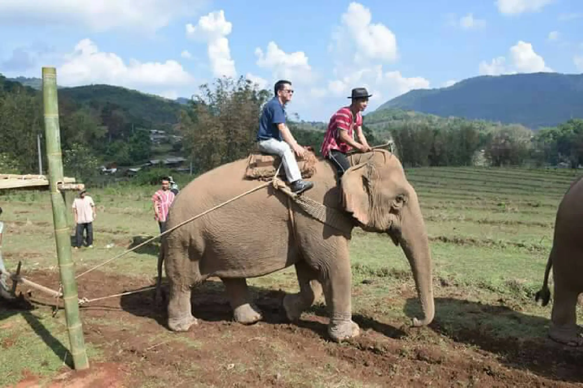 Chiang Mai hills are alive with ploughing elephants