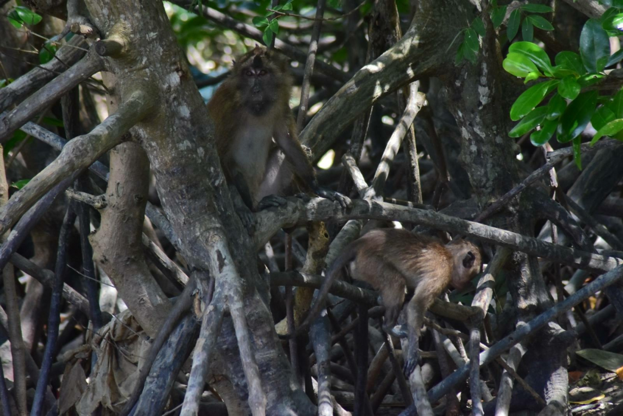 Locals in Rassada agree to monkey birth  control, moving some to nearby islands