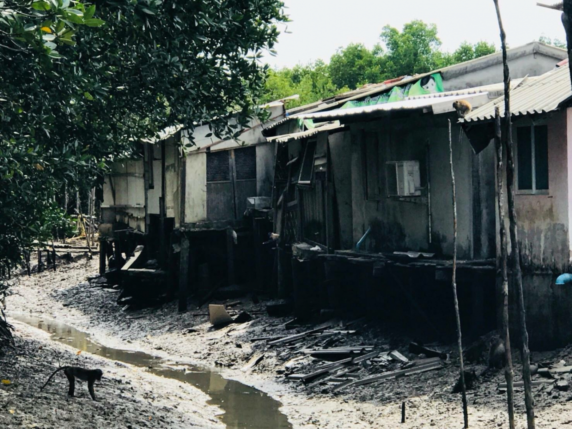 Locals in Rassada agree to monkey birth  control, moving some to nearby islands