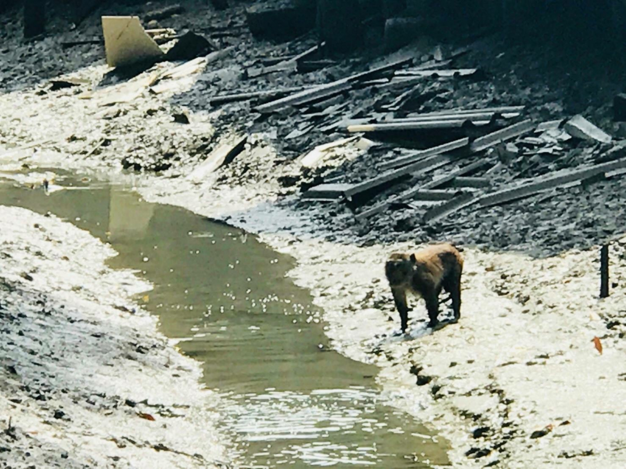 Locals in Rassada agree to monkey birth  control, moving some to nearby islands