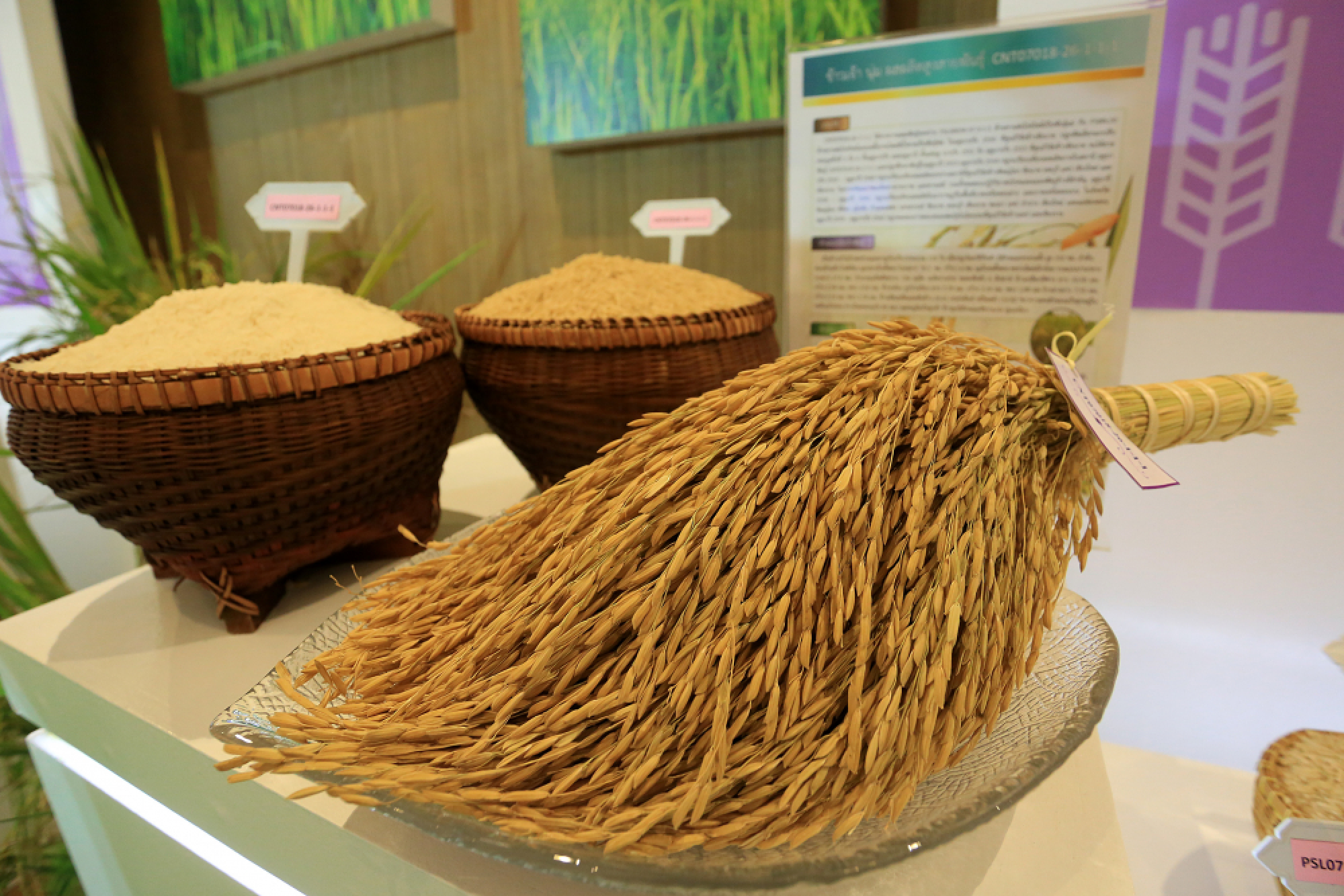 Latest research aims to strengthen Thai reputation as world rice leader