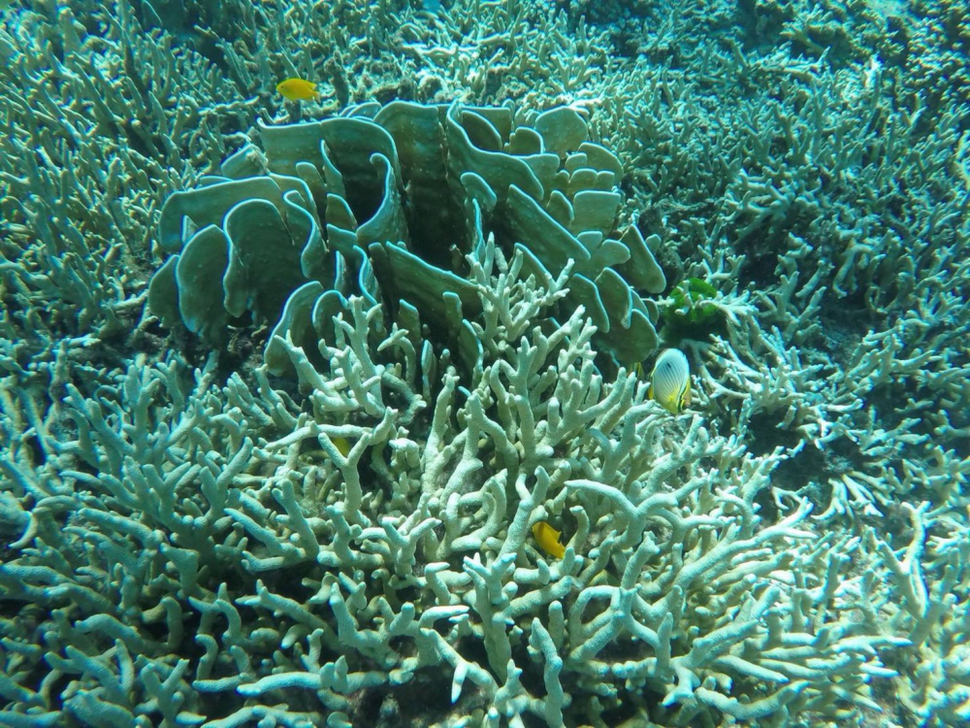 Experts expect only minor coral bleaching this year