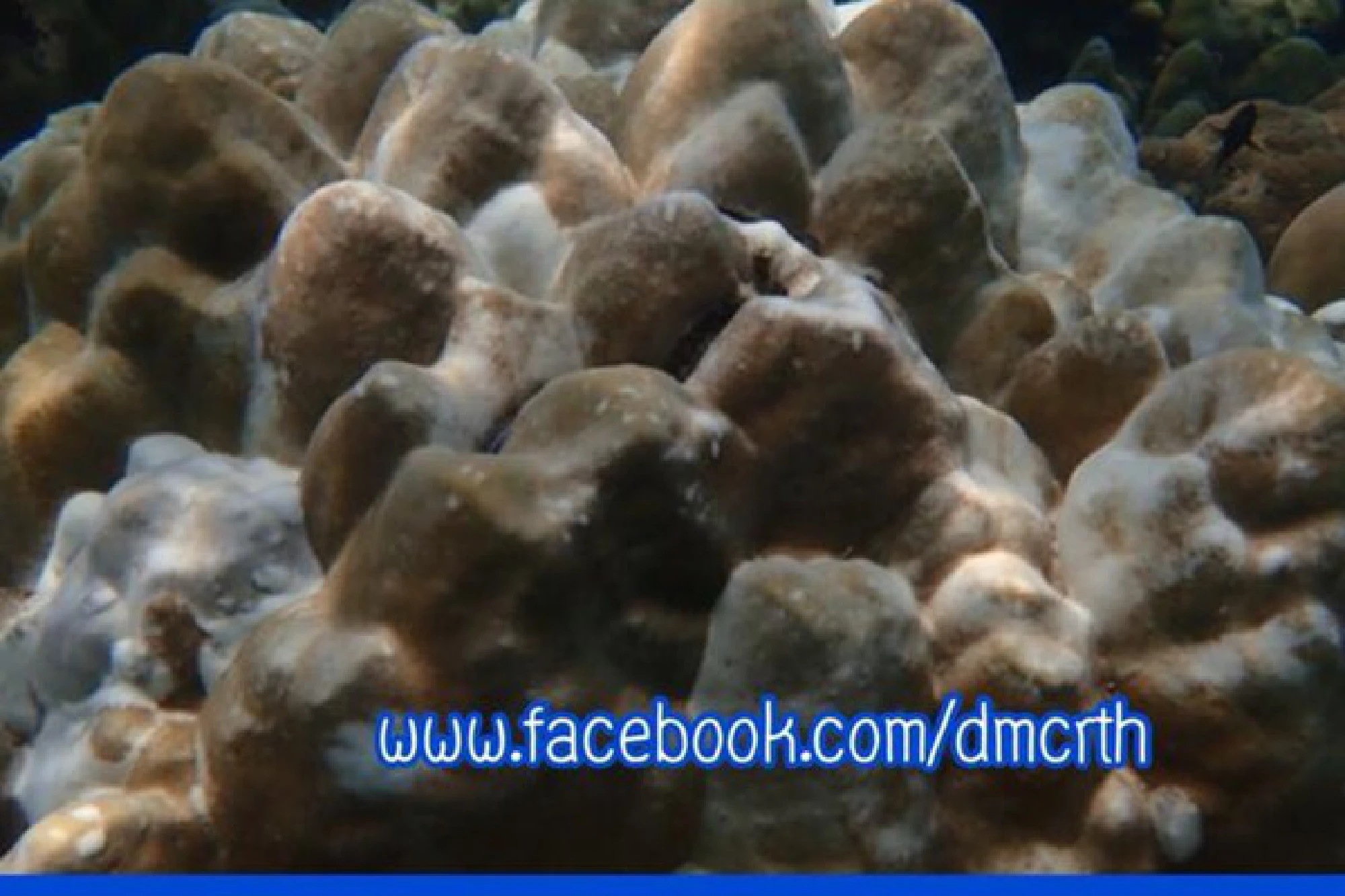 Coral bleaching found off Phuket