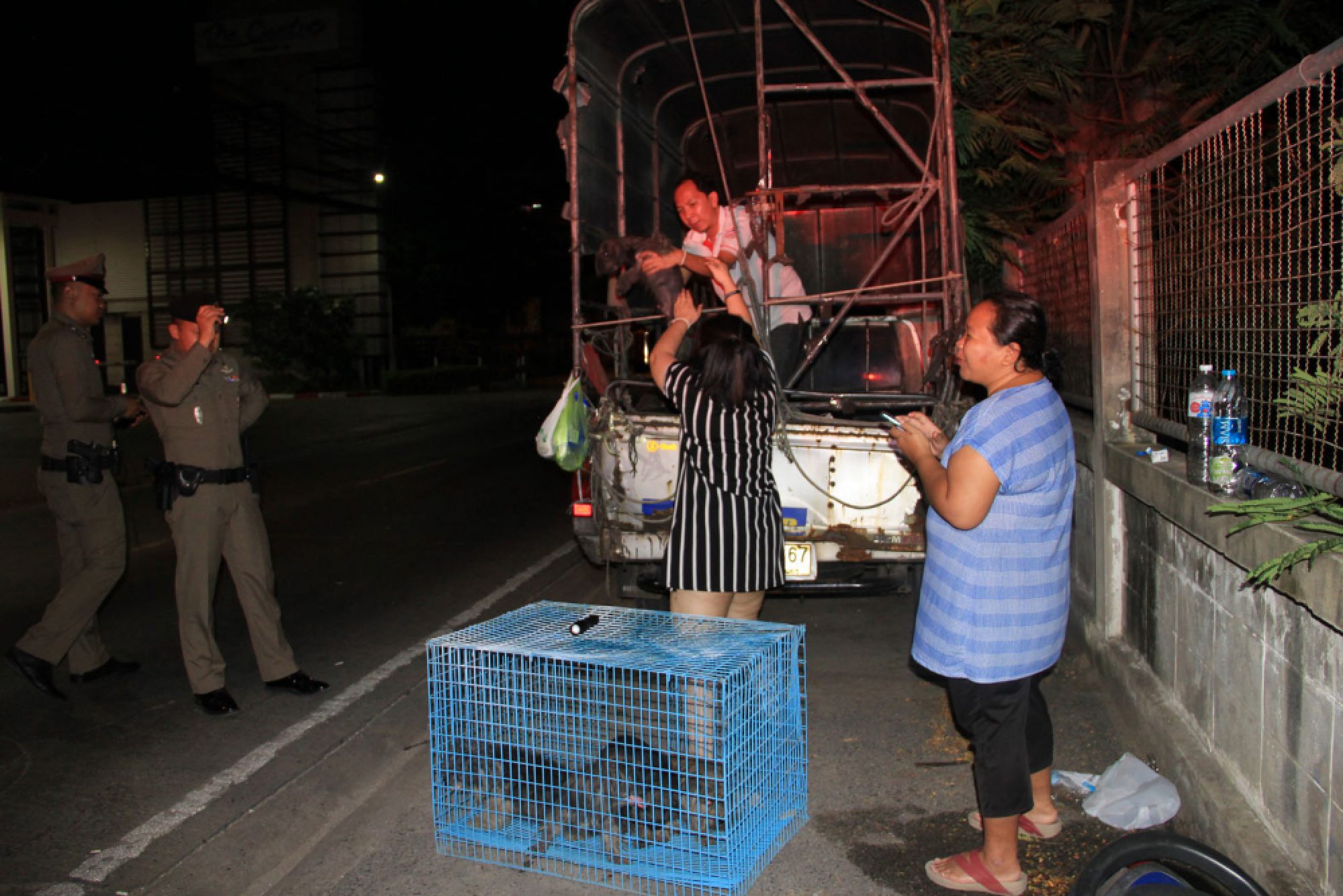 14 dogs and cats left to die in bags in Samut Prakan