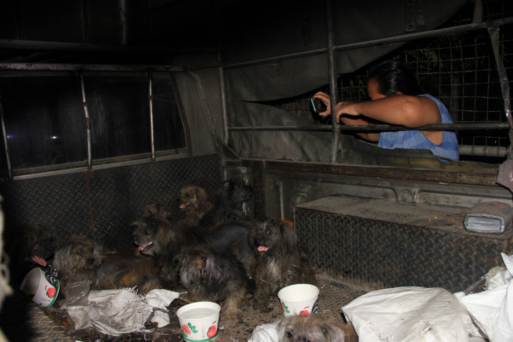 14 dogs and cats left to die in bags in Samut Prakan