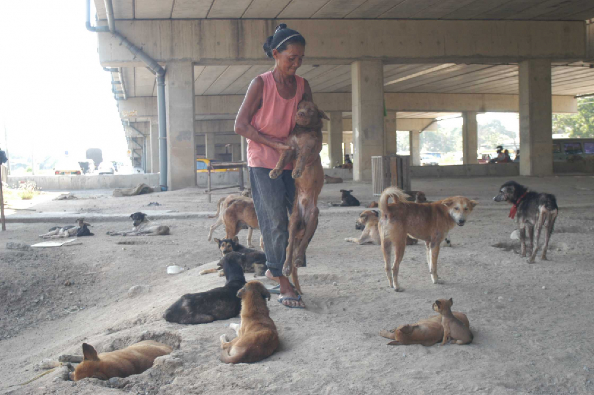 BMA to send soi dogs to Uthai Thani