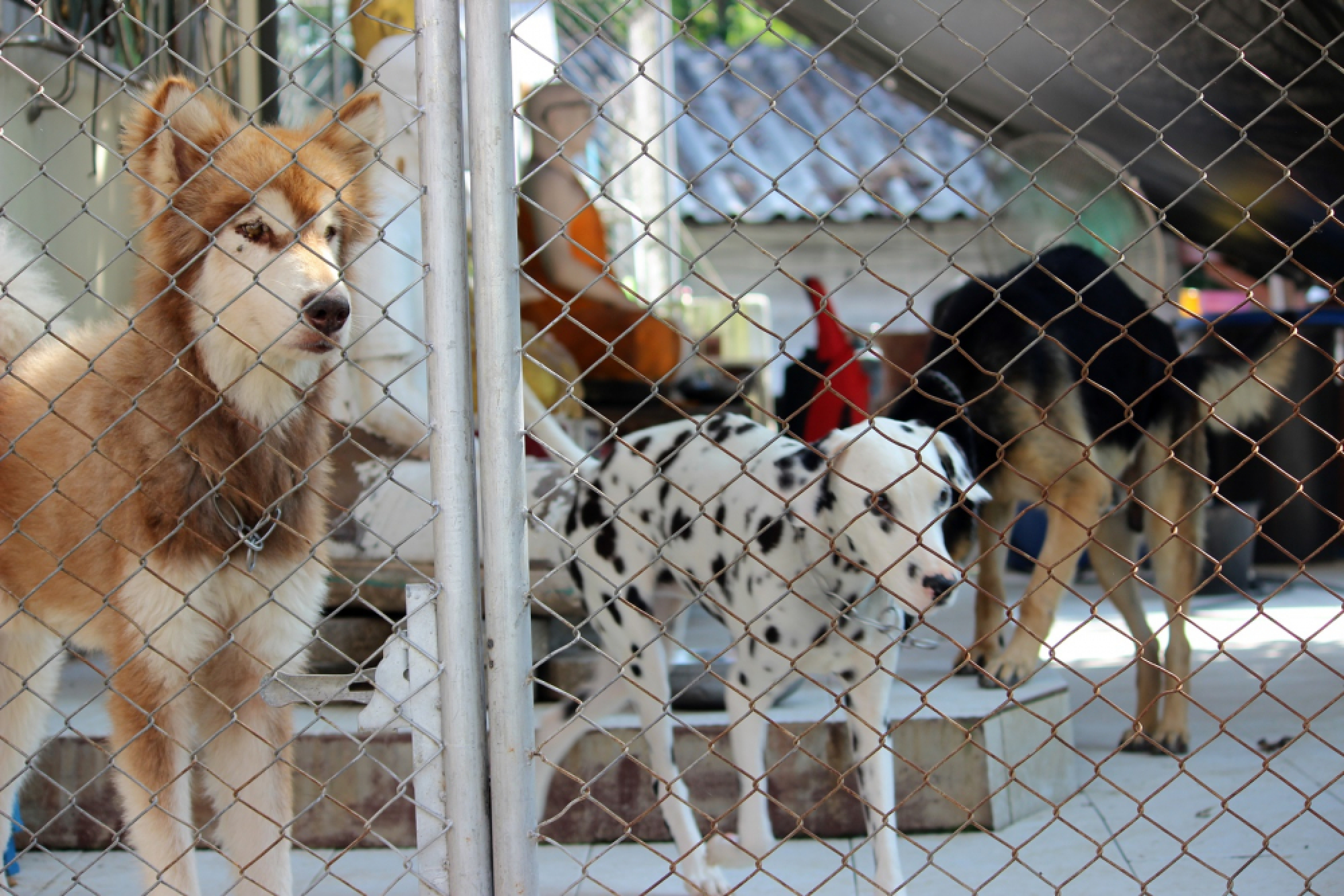 Abbot in Phayao seeks donations for animal furnace