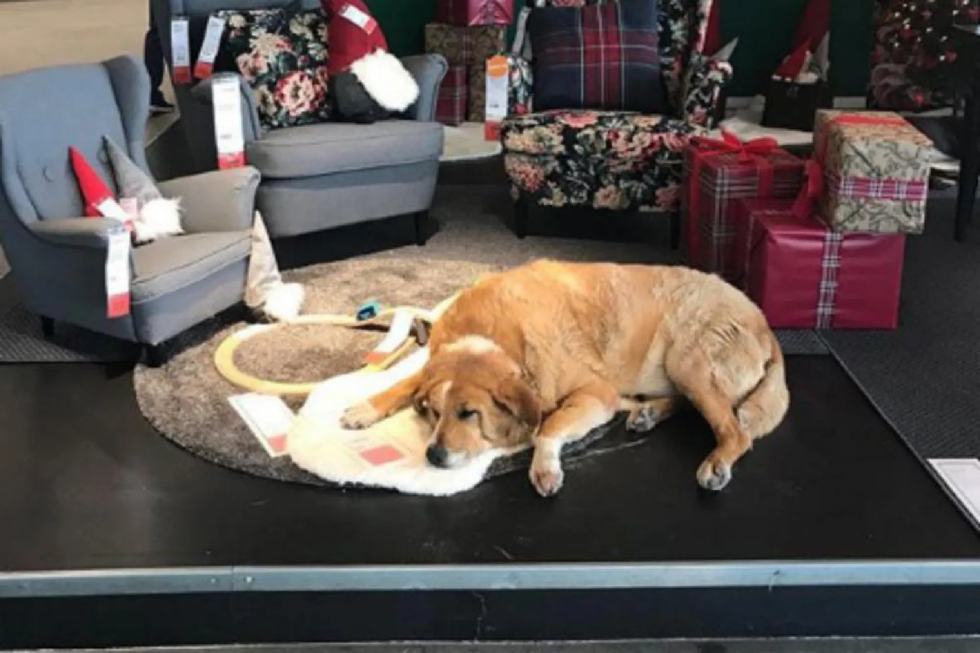 Ikea store in Italy draws praise for opening its doors to stray dogs