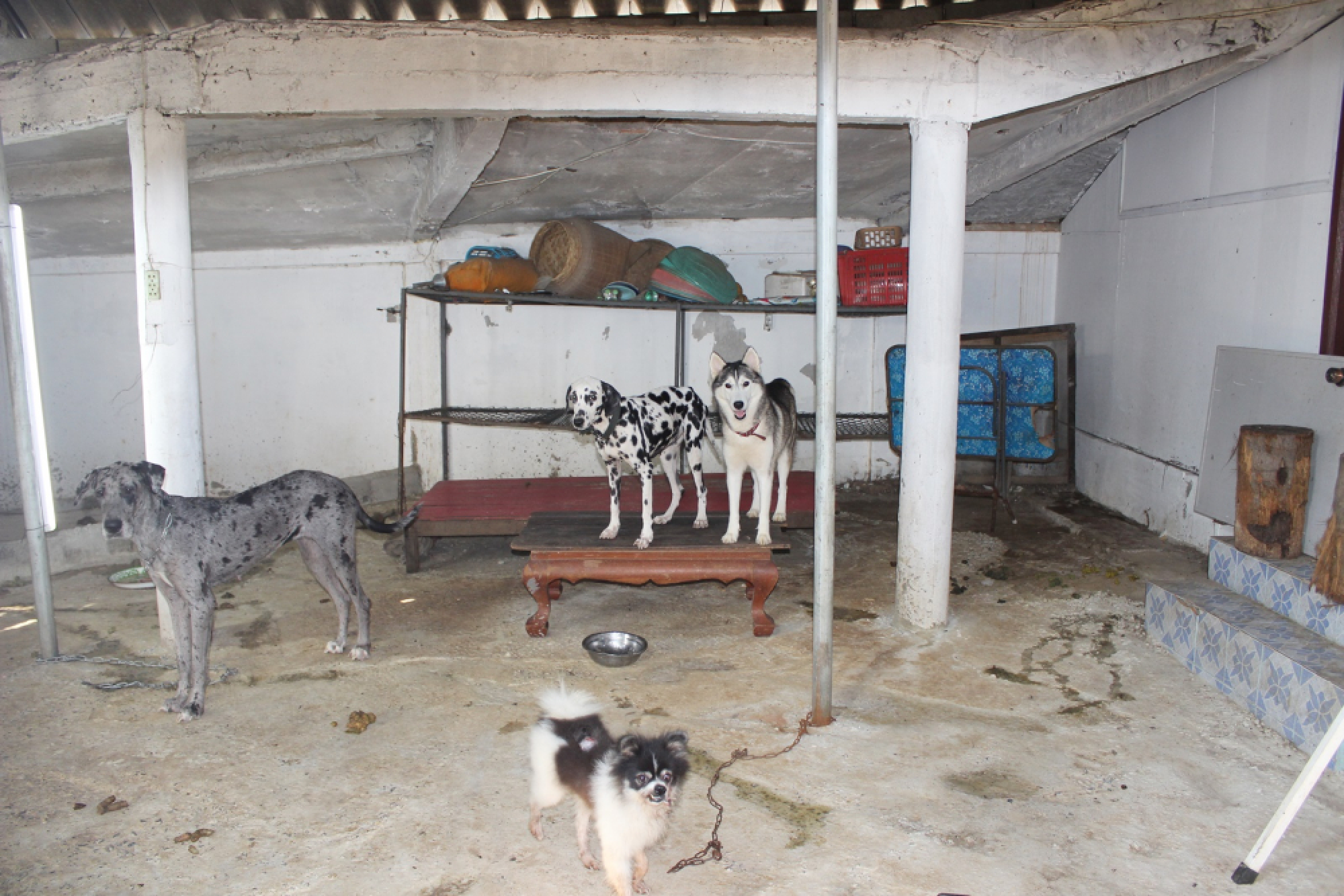Abbot in Phayao seeks donations for animal furnace