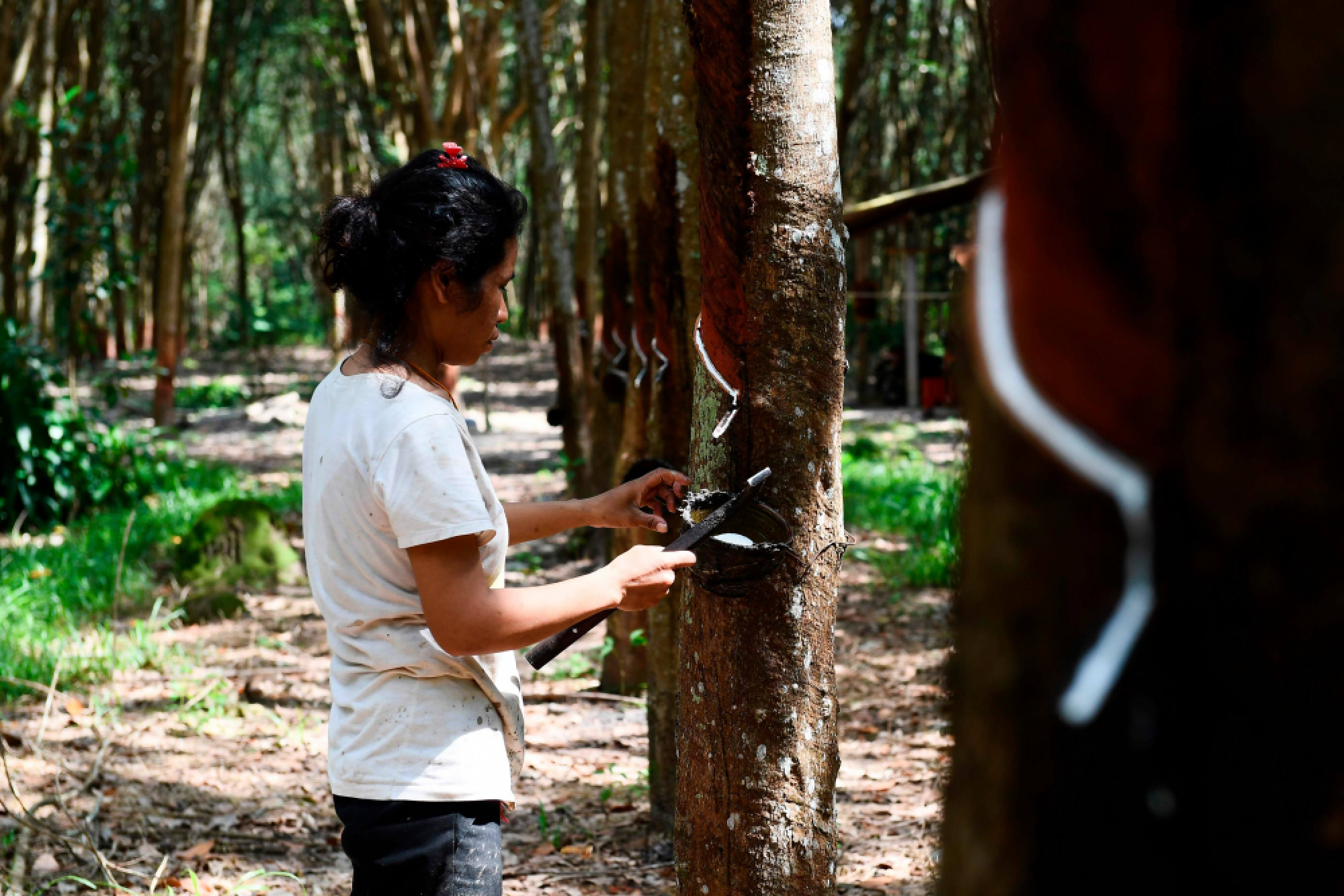 Thai rubber farms stretched as US-China trade war saps demand