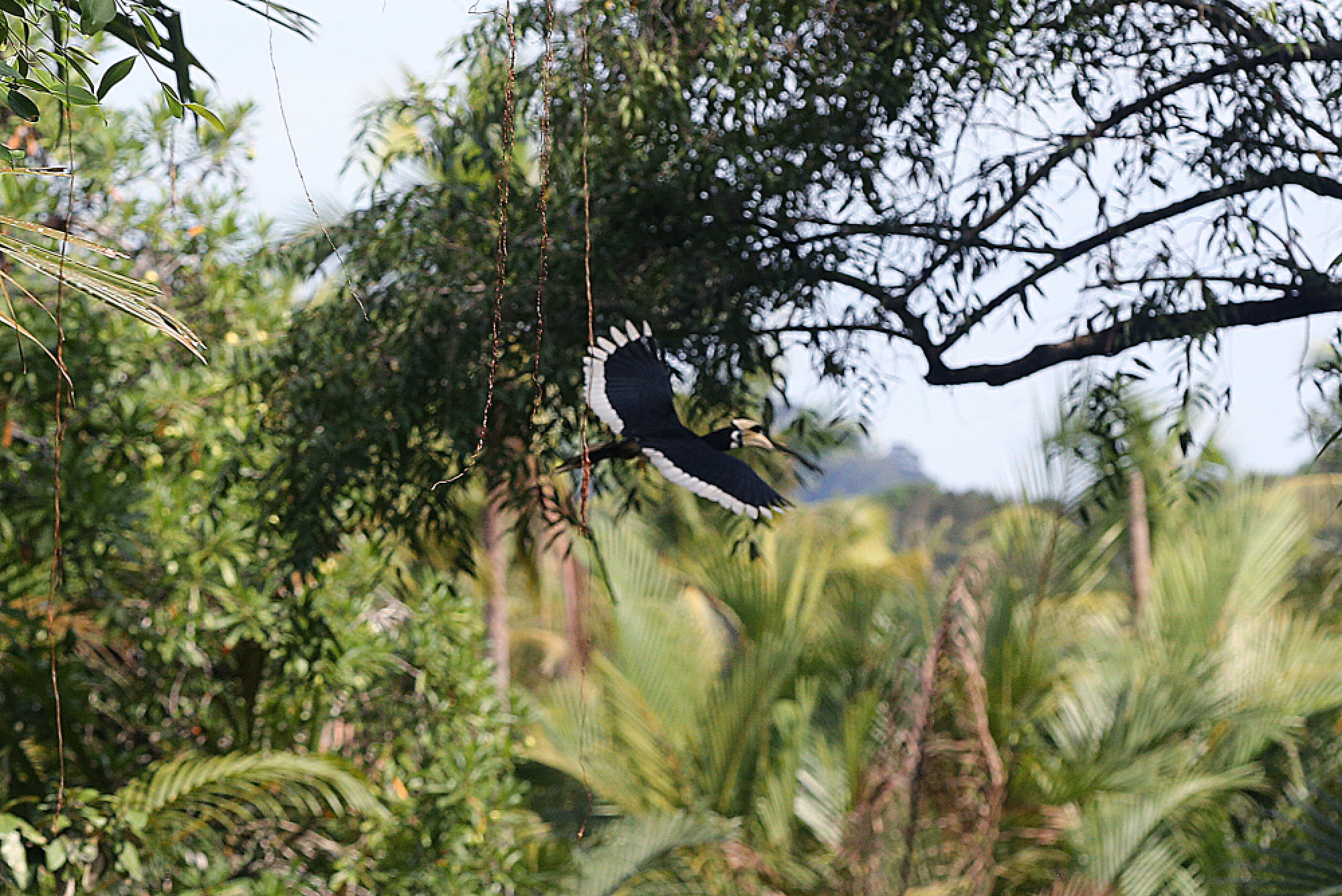 Wonders of the wide side