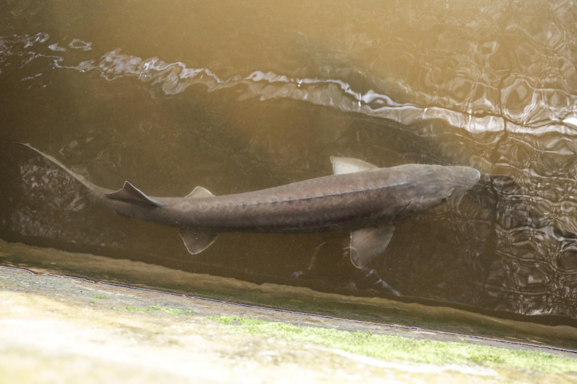 Royal pleasures from the hills