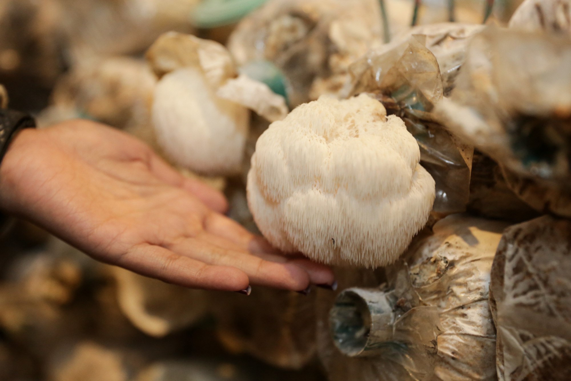 Royal pleasures from the hills