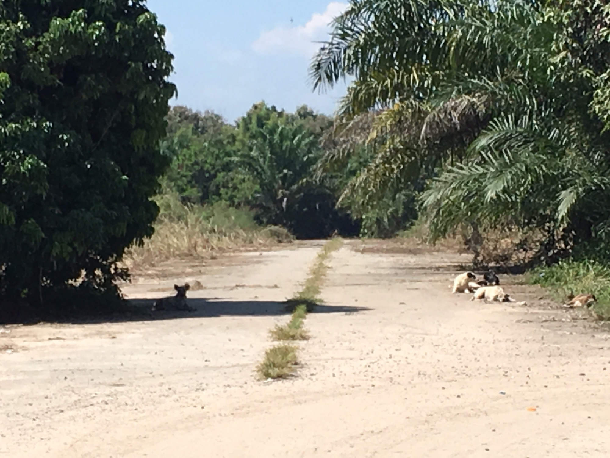 Attack on child prompts action against strays