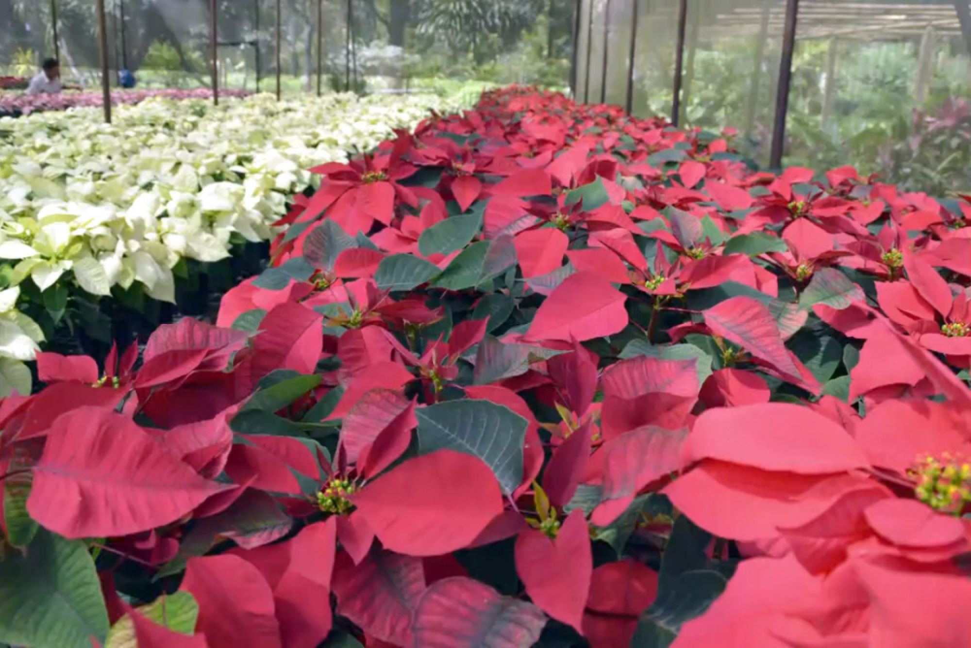 Loei set to glow for annual Christmas flower festival