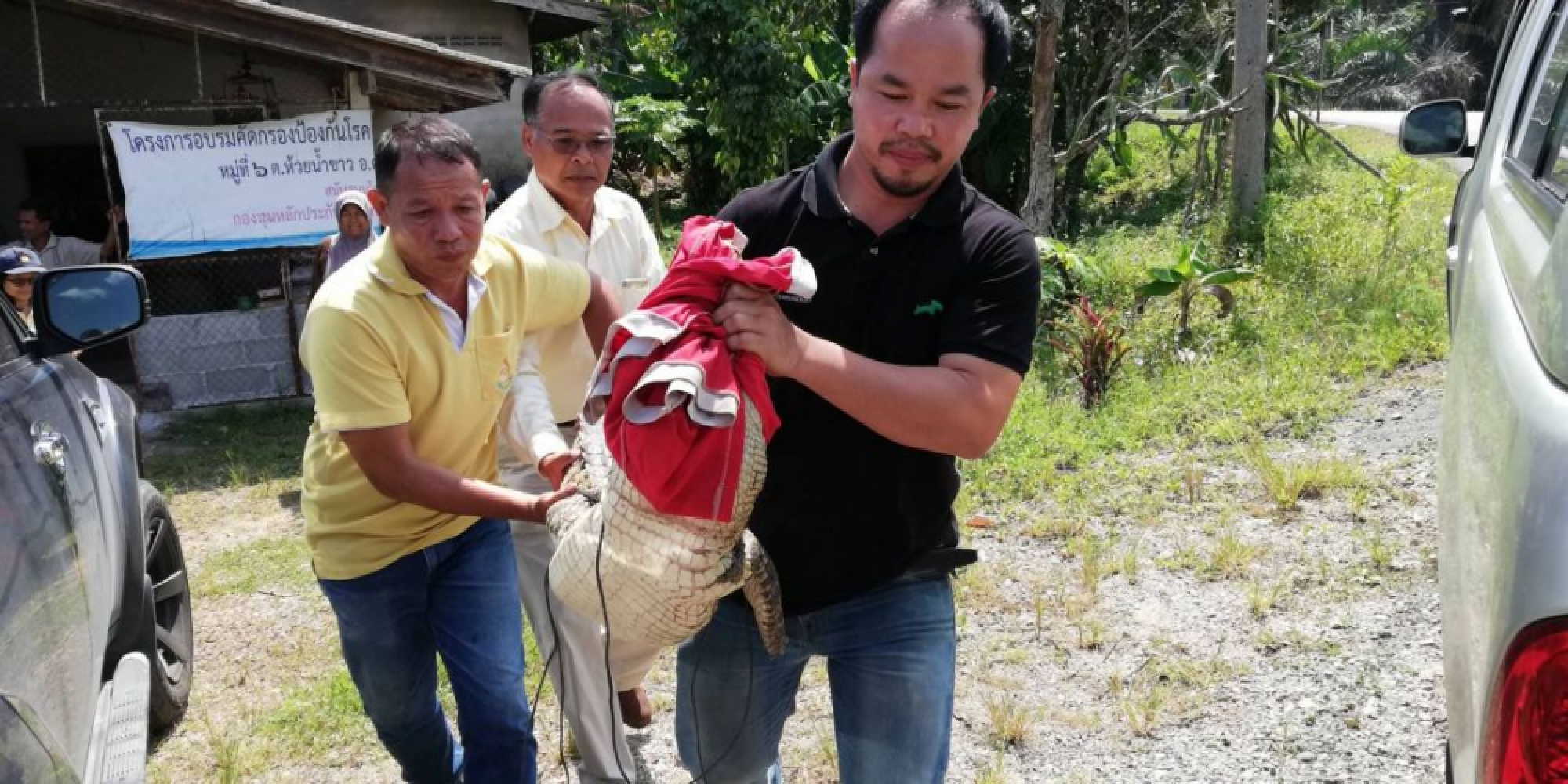 Two-metre crocodile caught in Krabi
