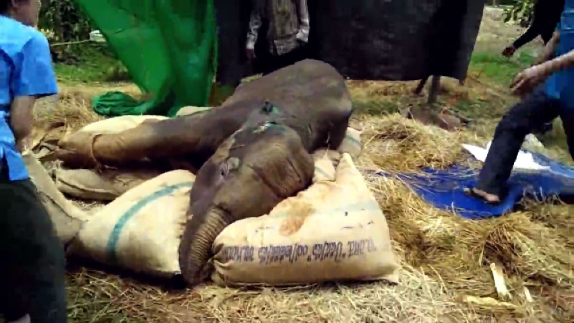 Young elephant dies, 13 days after being rescued from pit