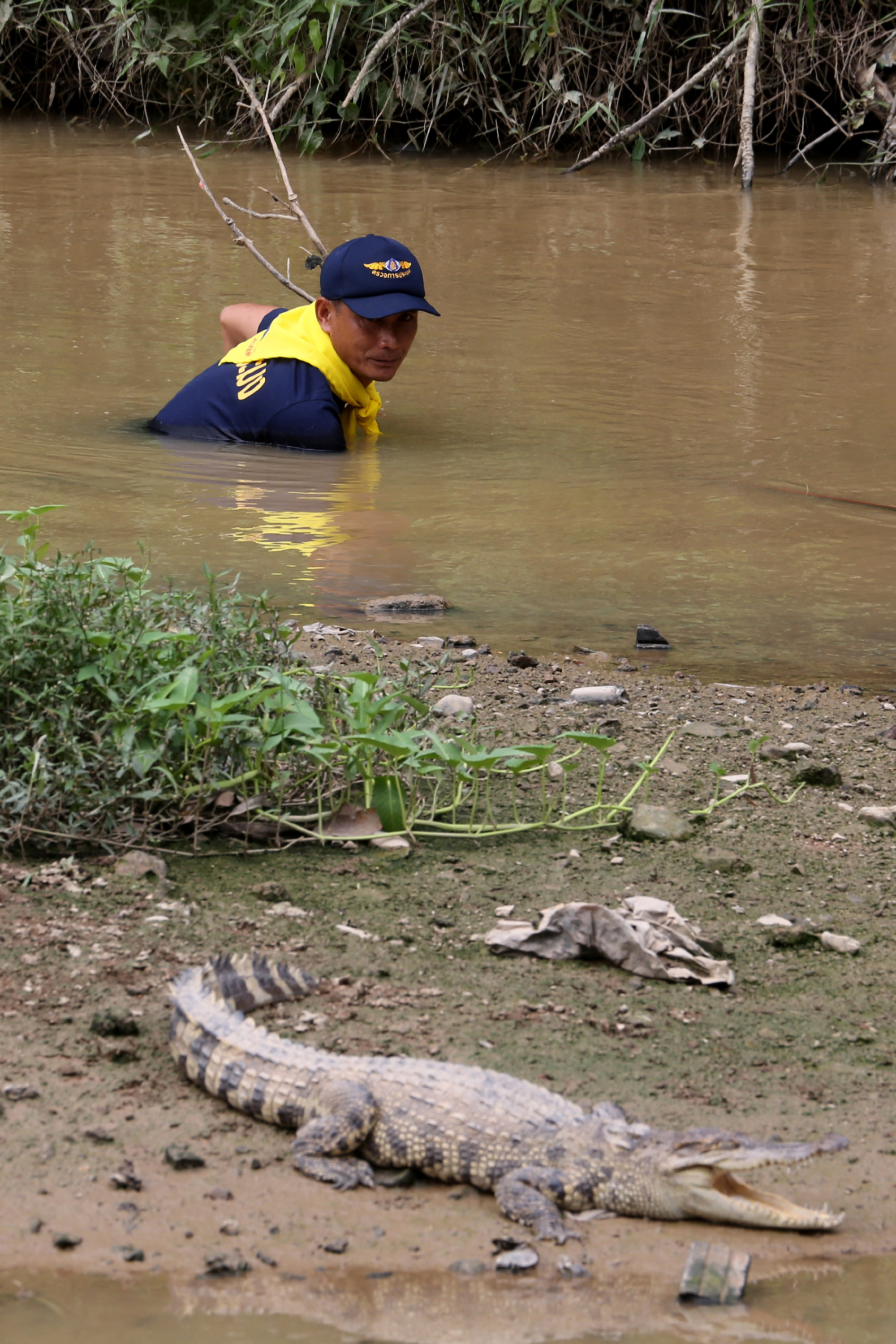 Hunt narrows for three-metre-long crocodile in Songkhla