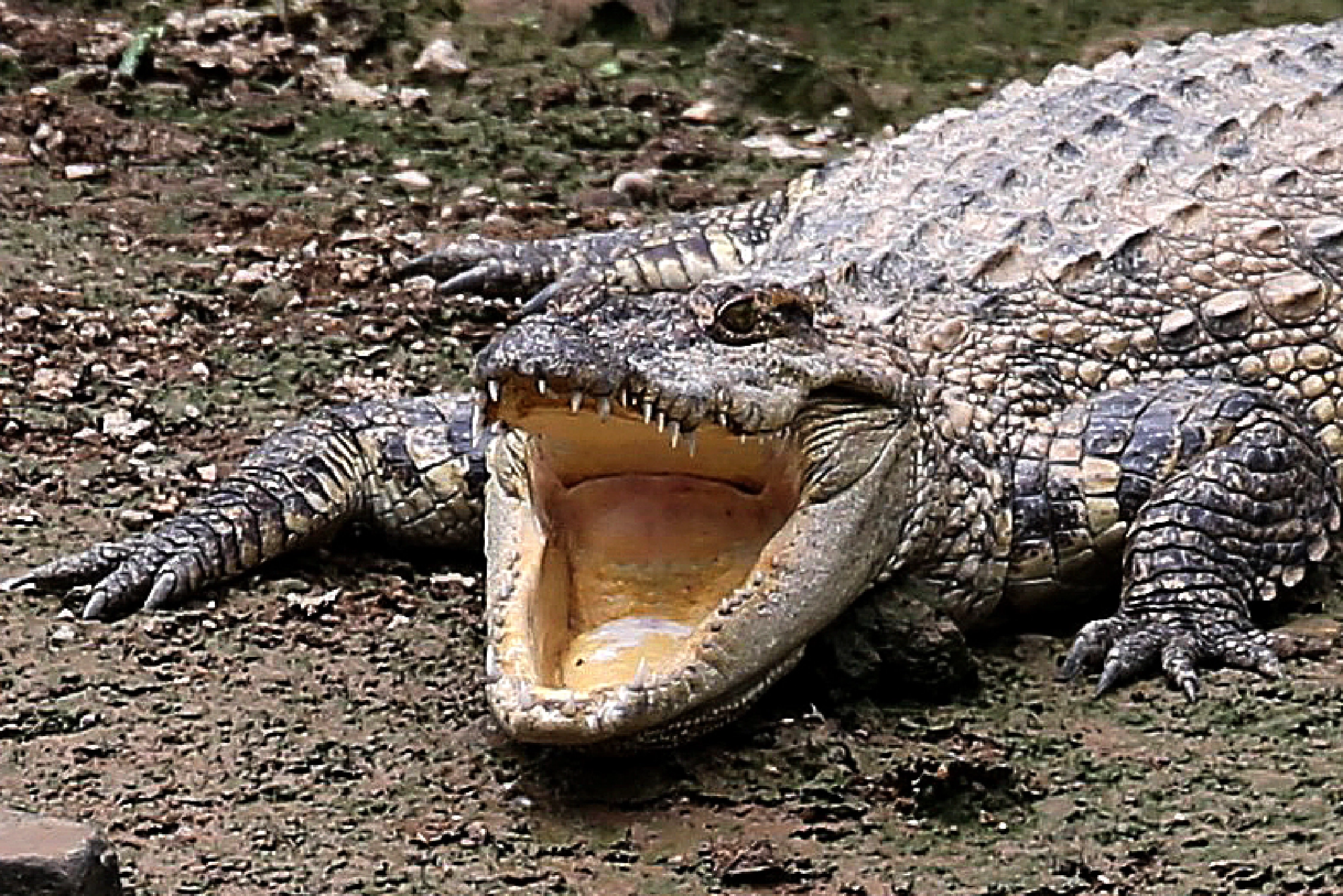 Hunt narrows for three-metre-long crocodile in Songkhla
