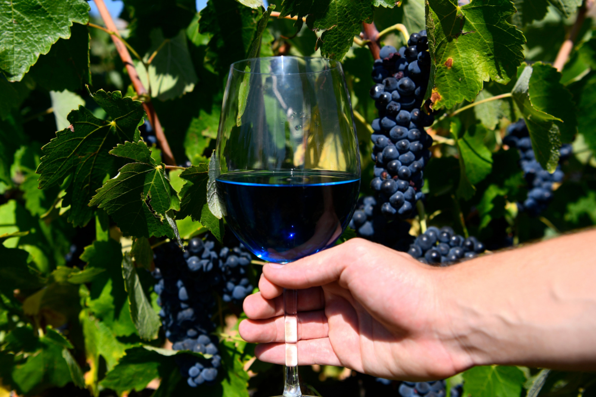 Blue wine and tea-infused vintages