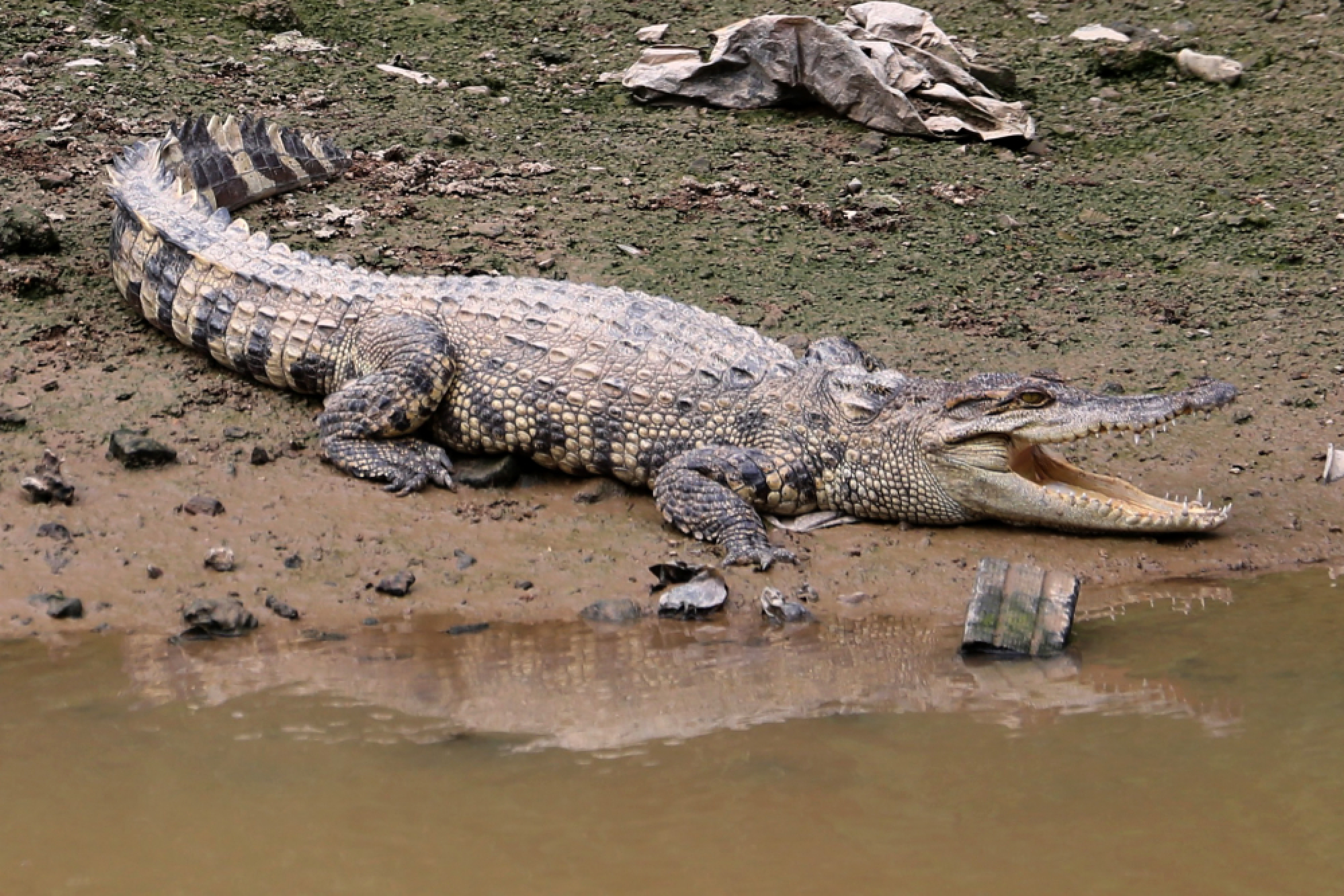 Hunt narrows for three-metre-long crocodile in Songkhla