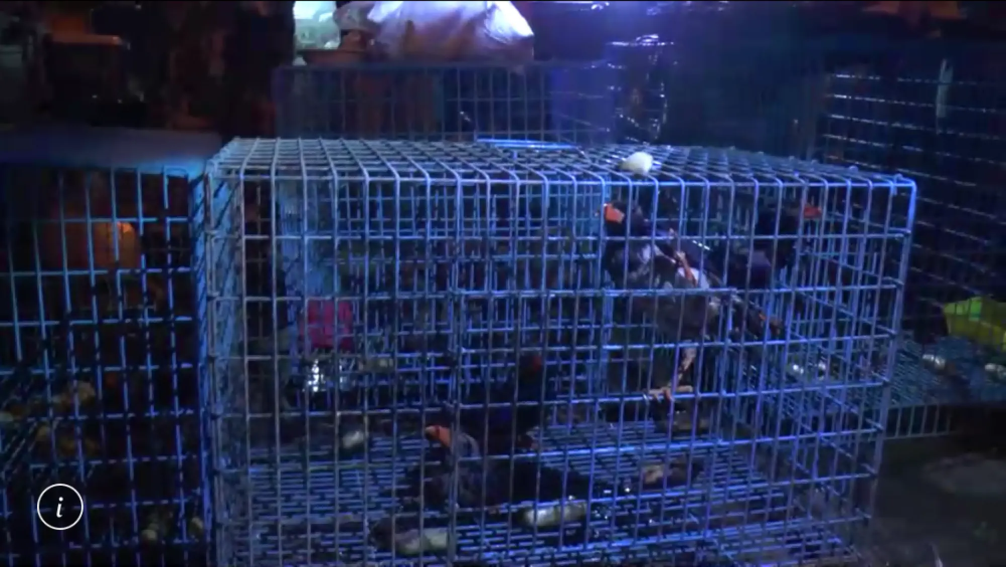 Phatthalung man arrested for allegedly selling protected animals