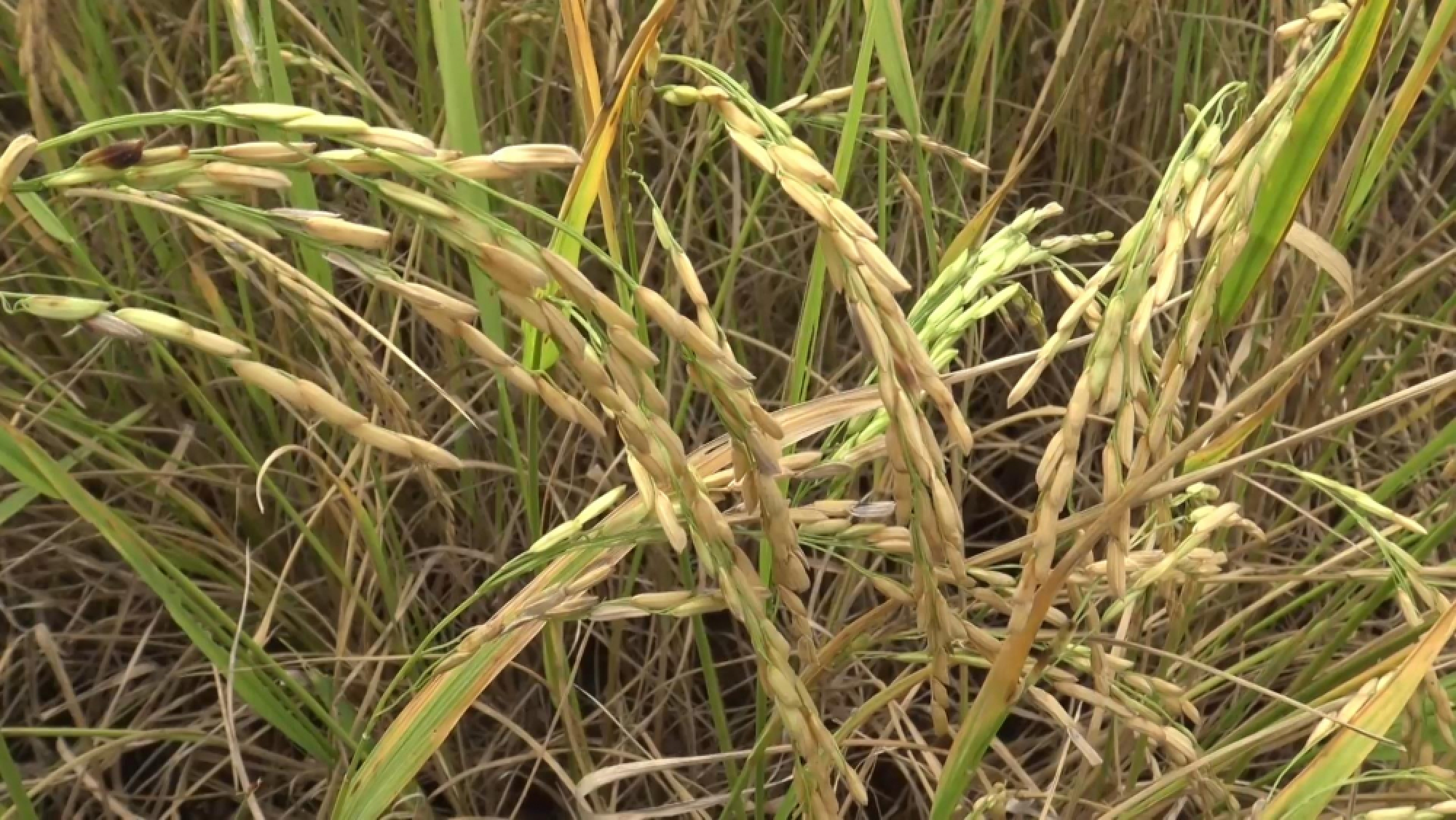 Farmers told to harvest by Saturday