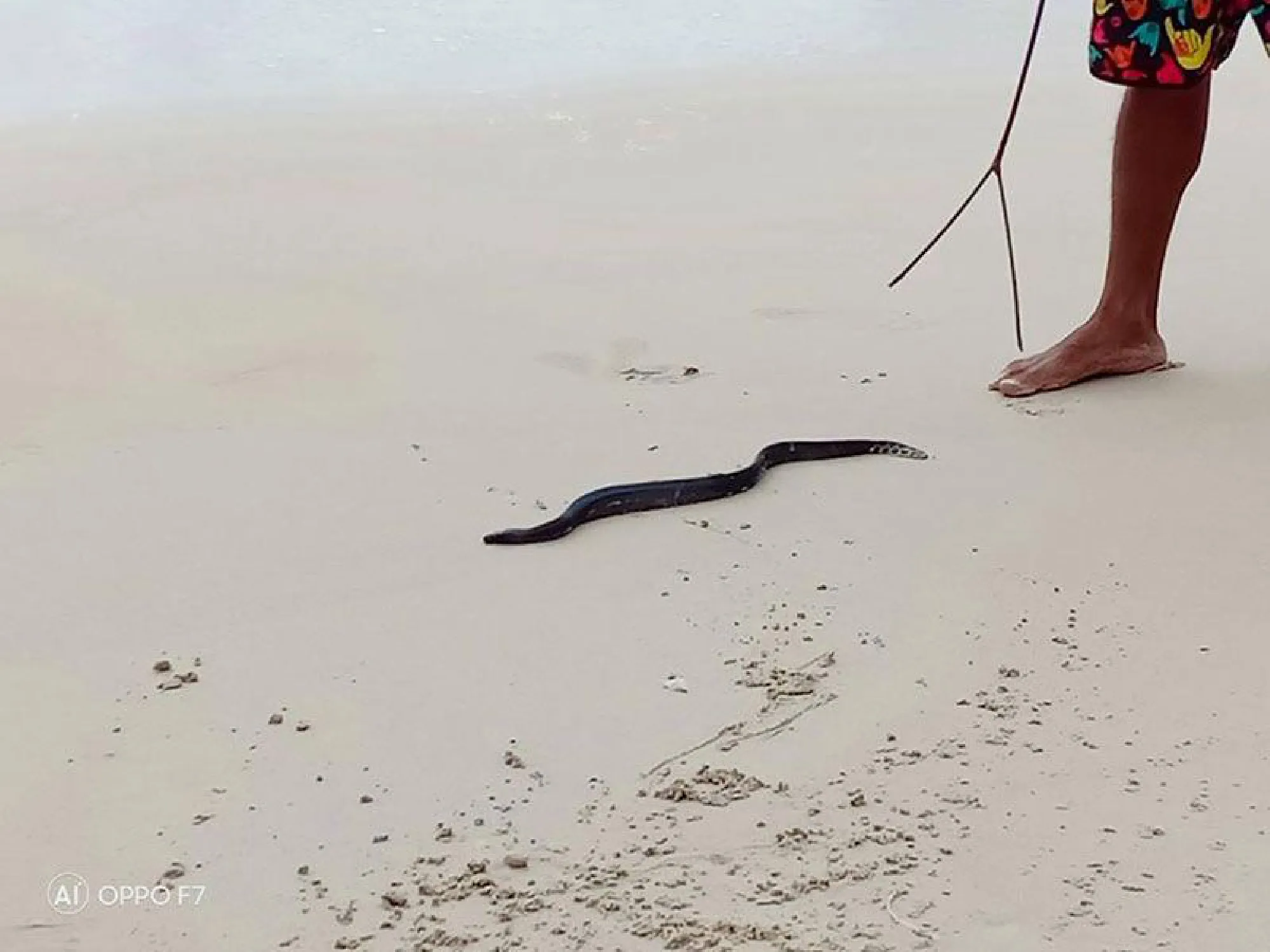 Injured sea snake found on Phuket beach