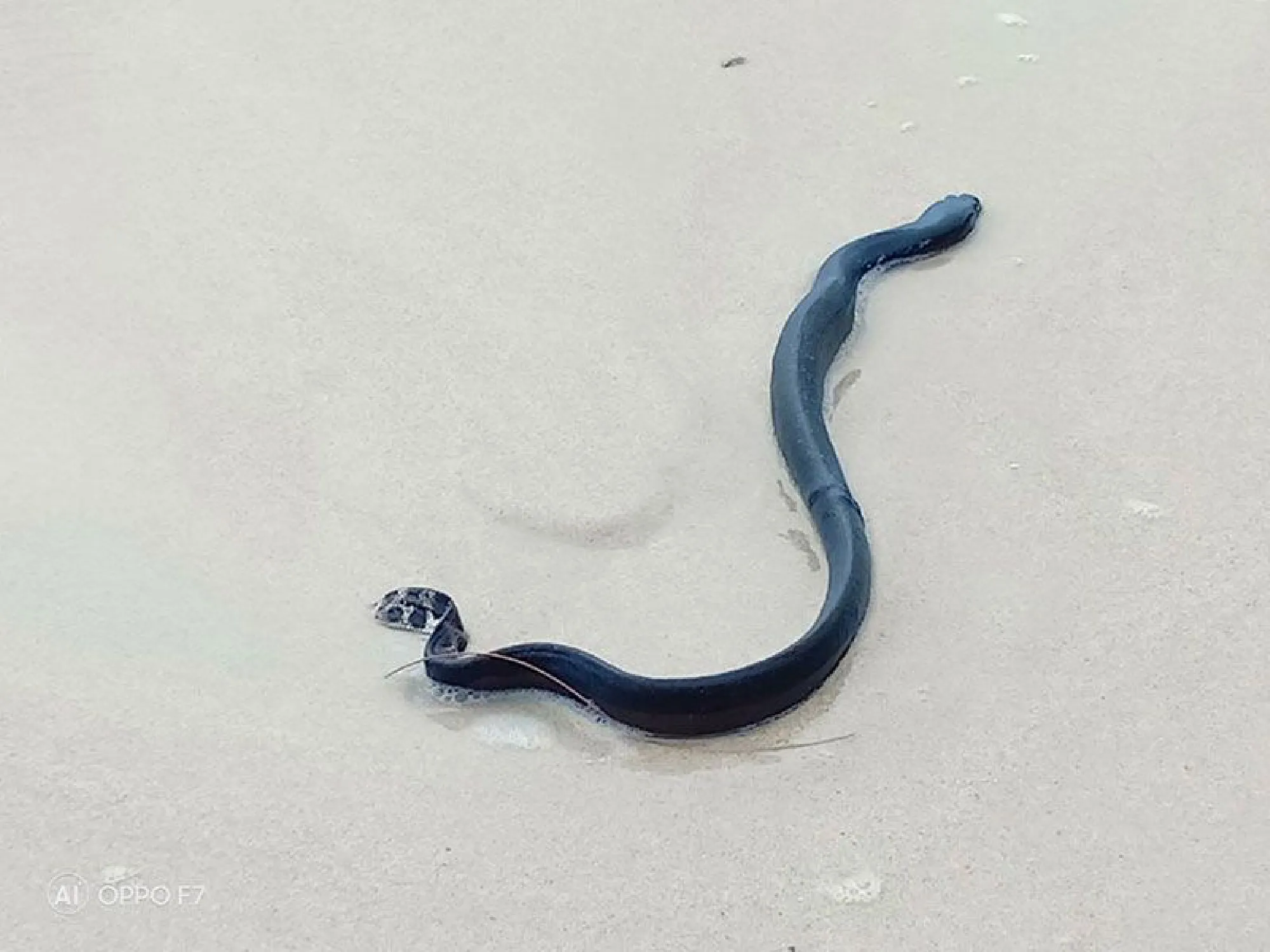 Injured sea snake found on Phuket beach
