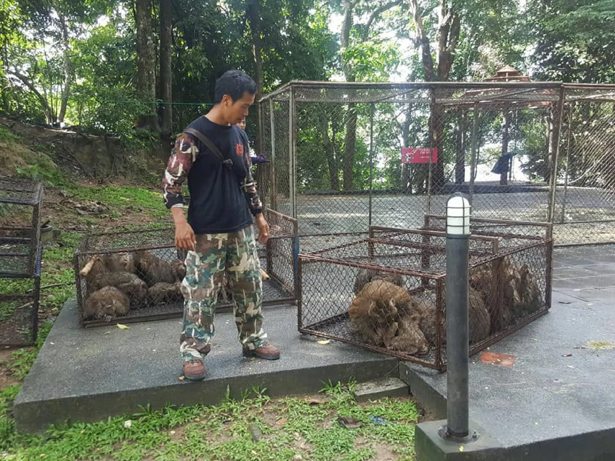 Phuket monkeys caught for sterilisation