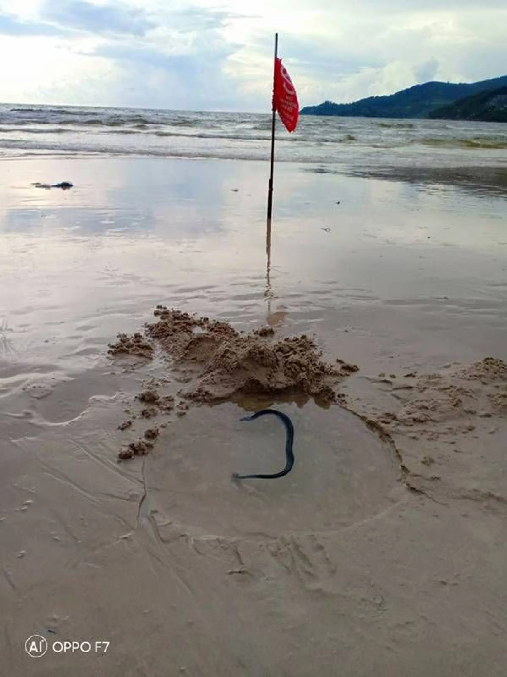 Injured sea snake found on Phuket beach