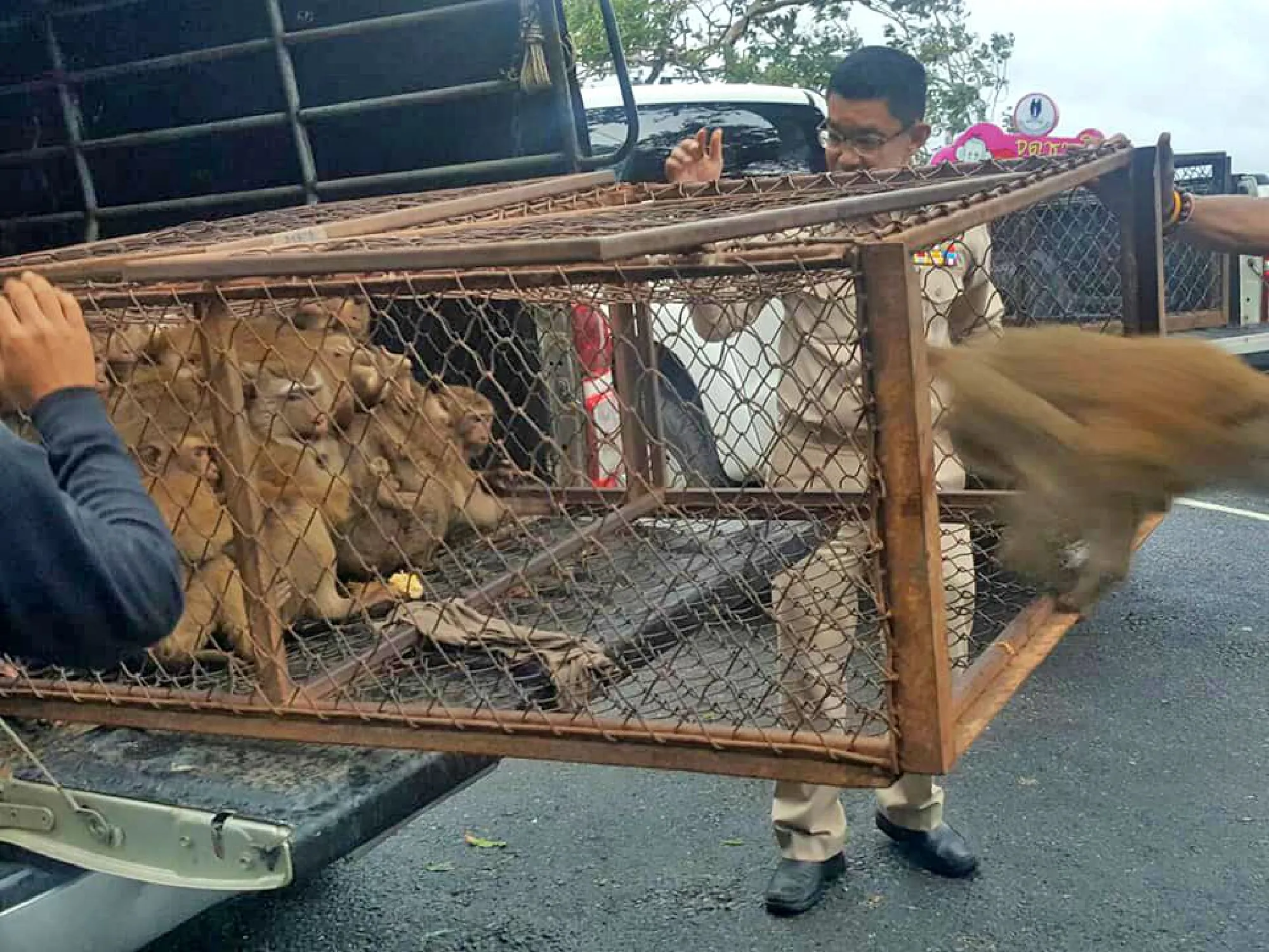 Seventy monkeys back home at Khao To Sae after sterilisation