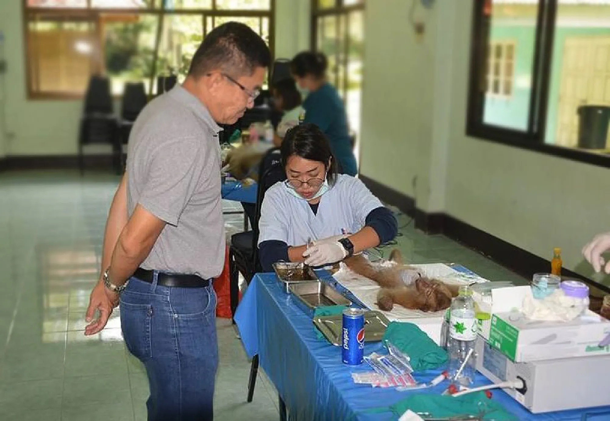 Seventy monkeys back home at Khao To Sae after sterilisation