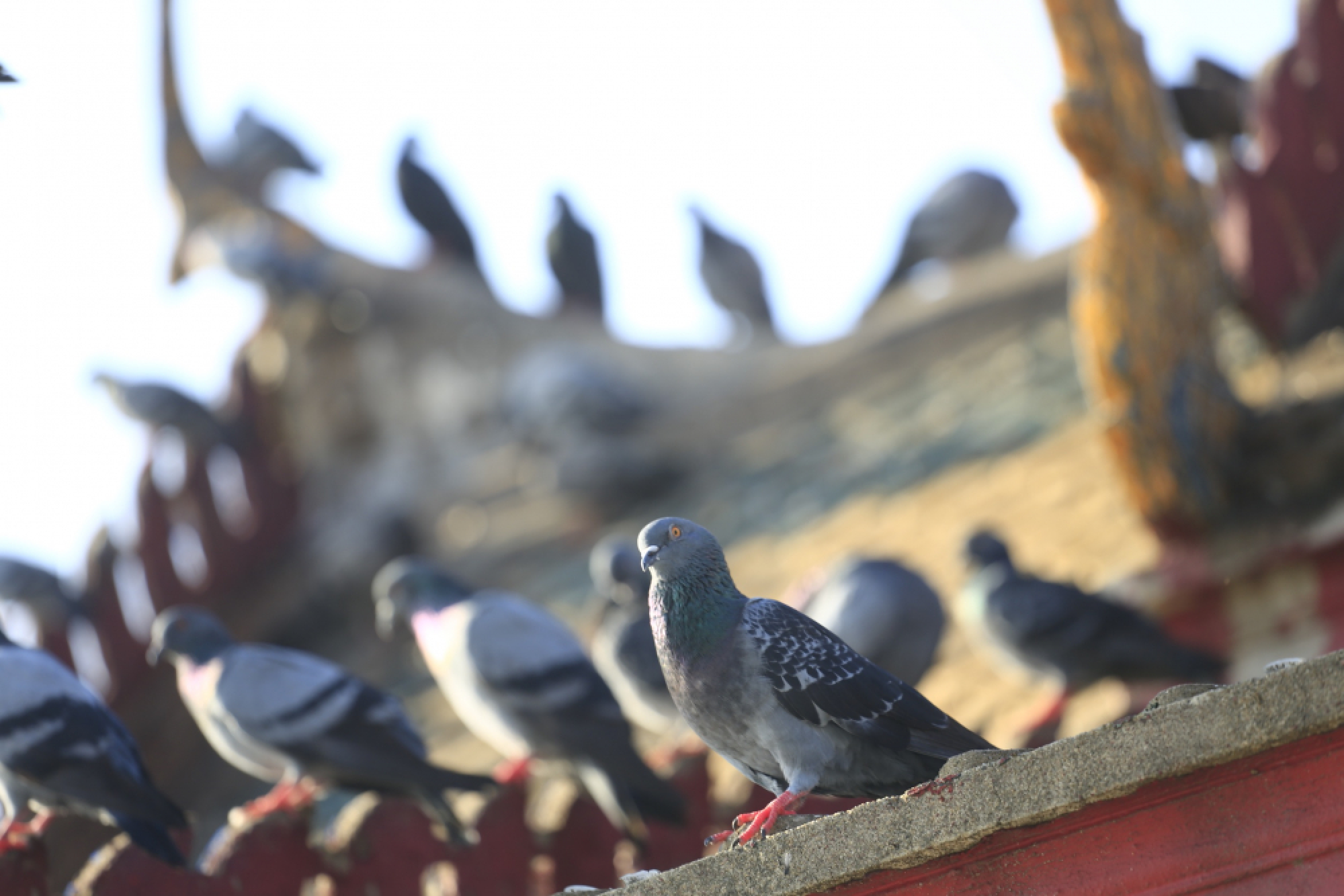BMA set to swoop on pigeon fanciers