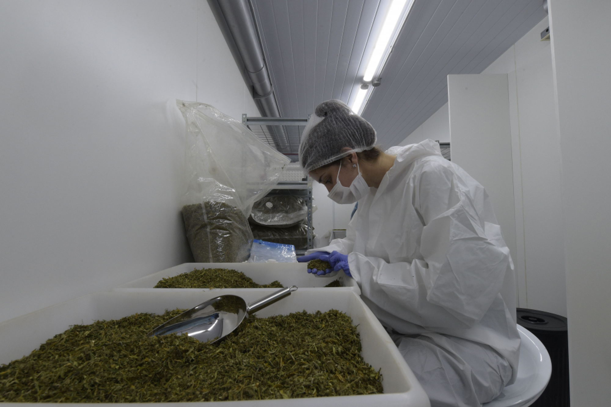 Use of Article 44 urged to push marijuana bill