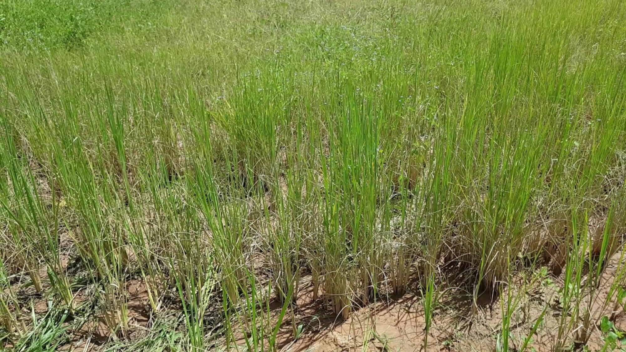 About 200,000 rai of rice fields in Korat affected by drought
