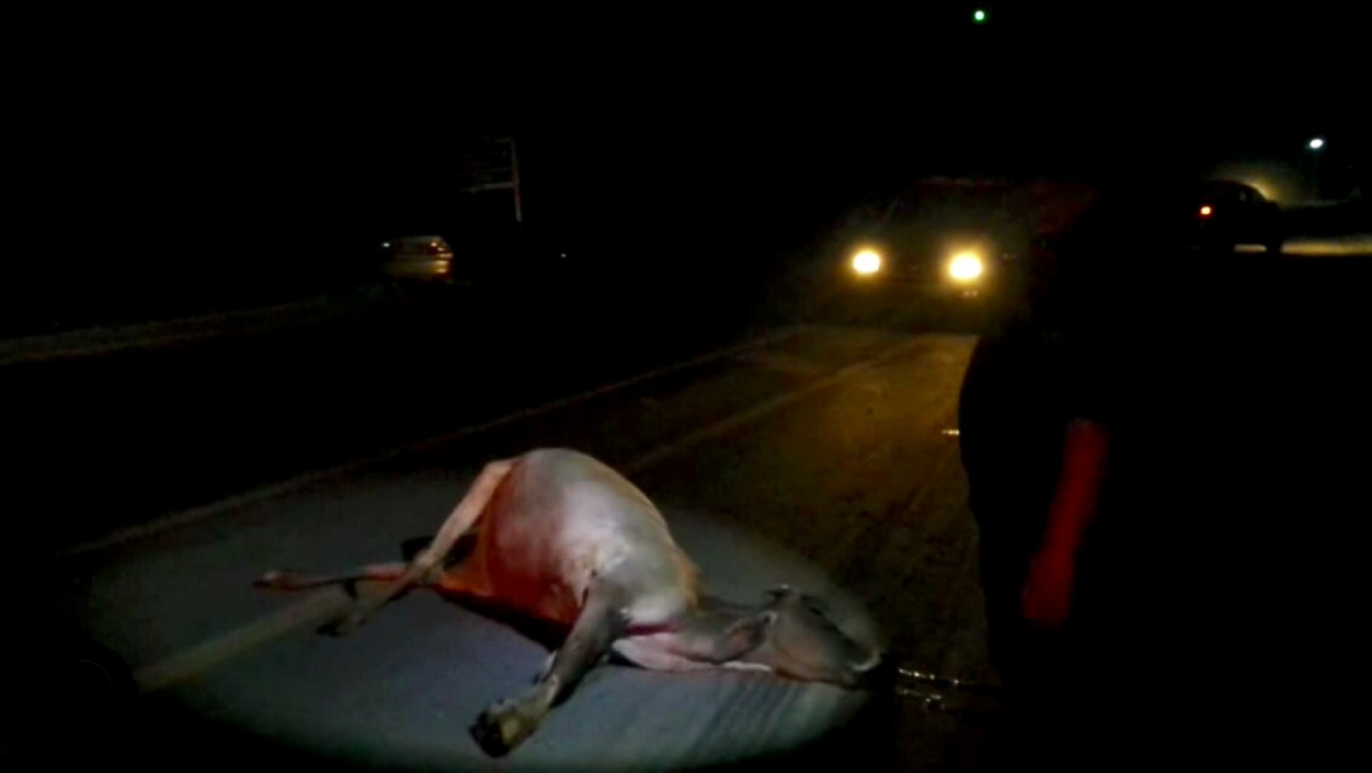 Six cows hit, killed by trailer truck in Suphan Buri