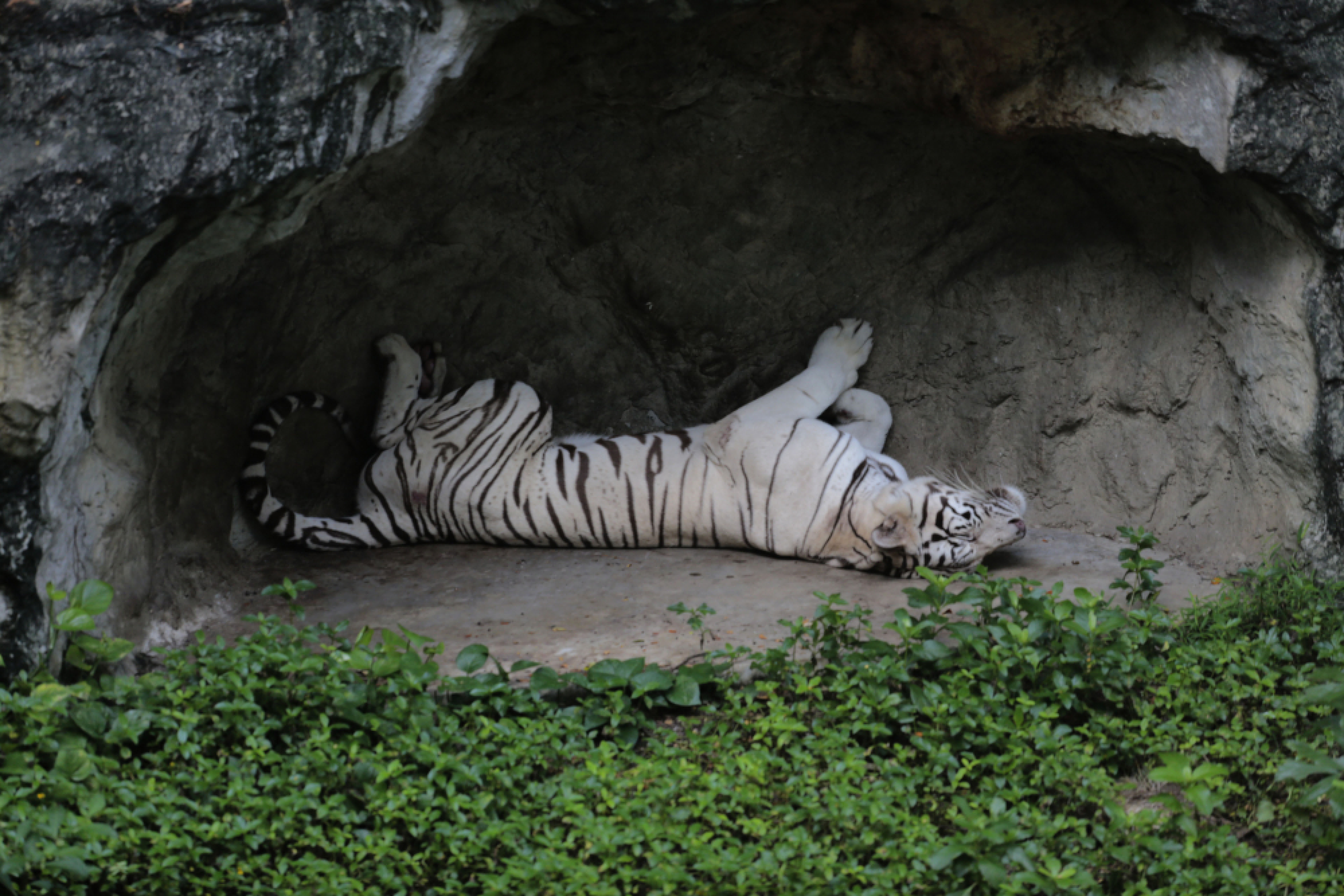 Thanks for the memories – a fond farewell to Dusit Zoo