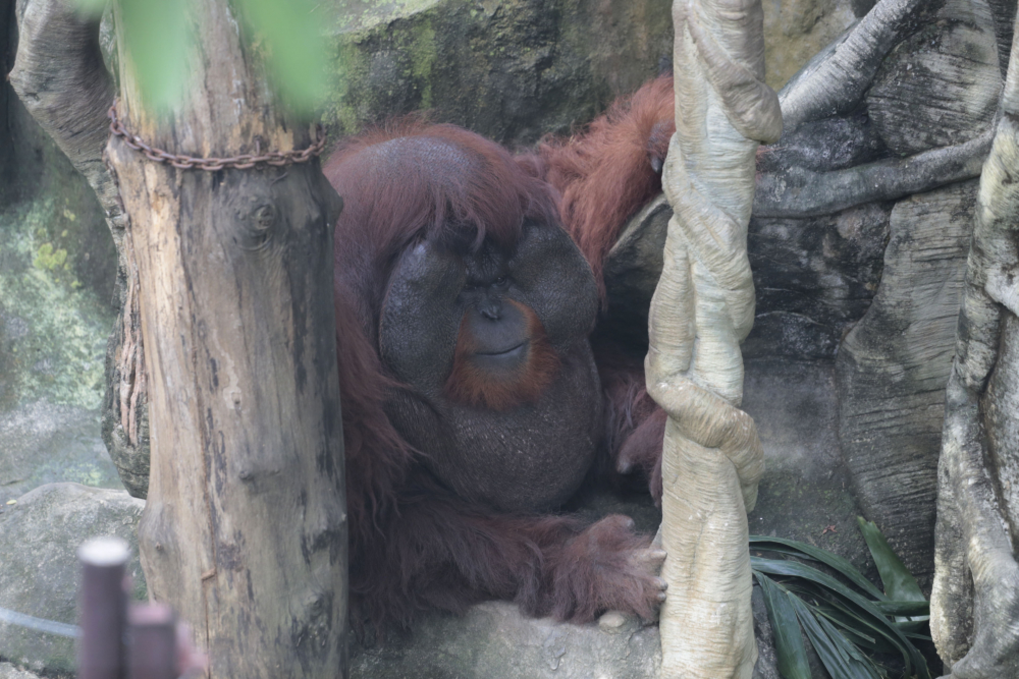 Thanks for the memories – a fond farewell to Dusit Zoo