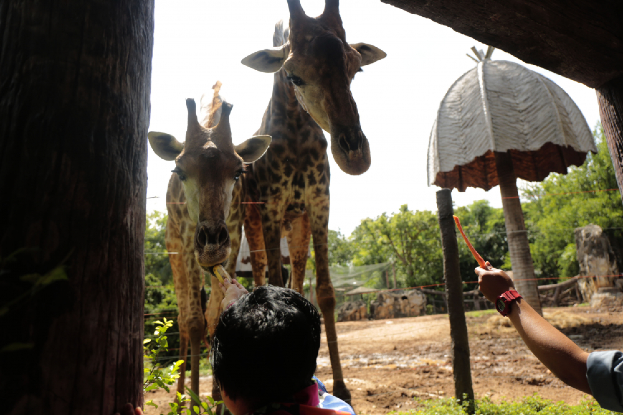Thanks for the memories – a fond farewell to Dusit Zoo