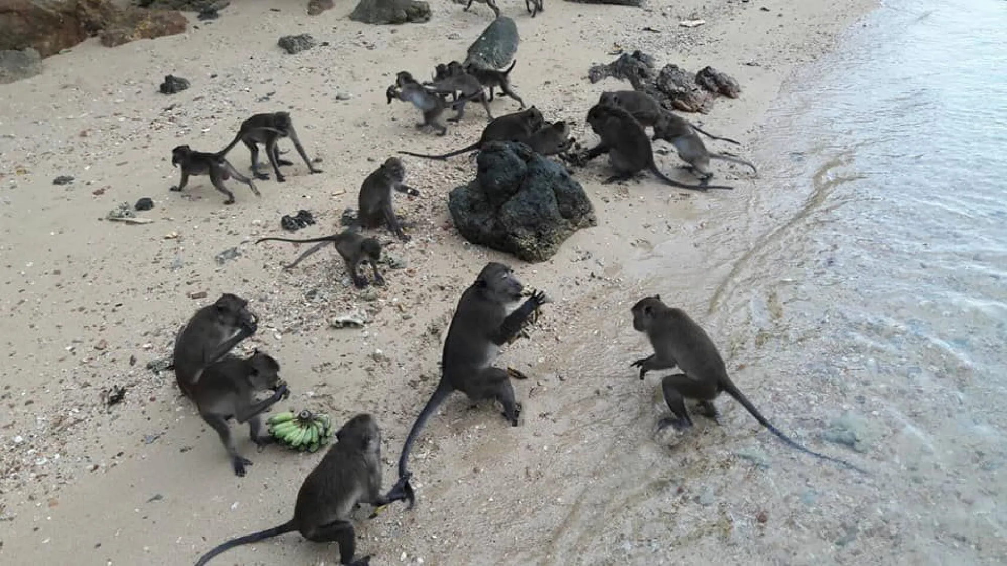 Koh Payu monkeys have a fruit feast