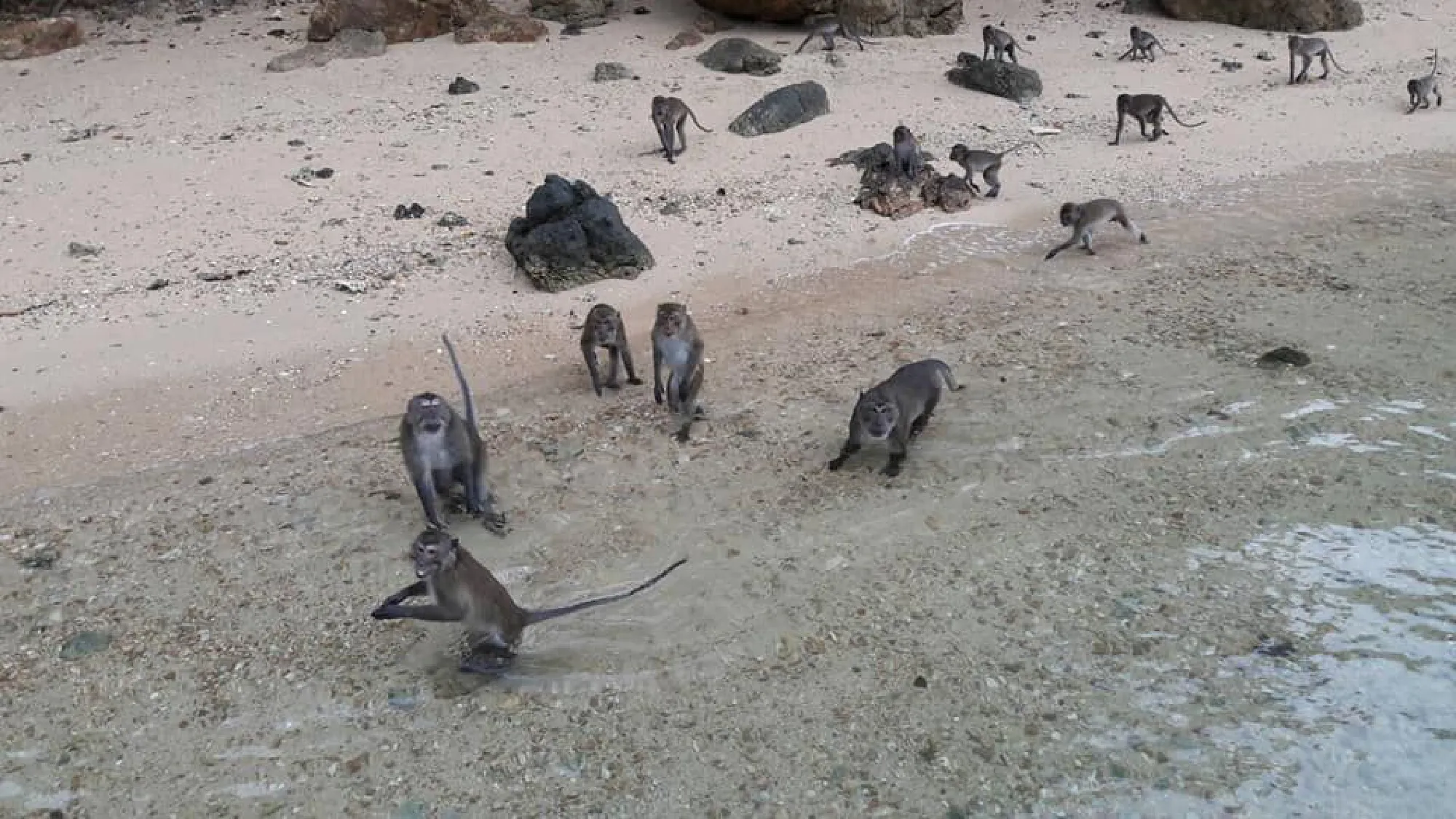 Koh Payu monkeys have a fruit feast