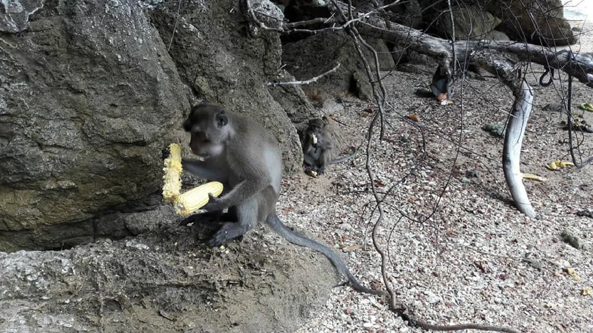 Koh Payu monkeys have a fruit feast