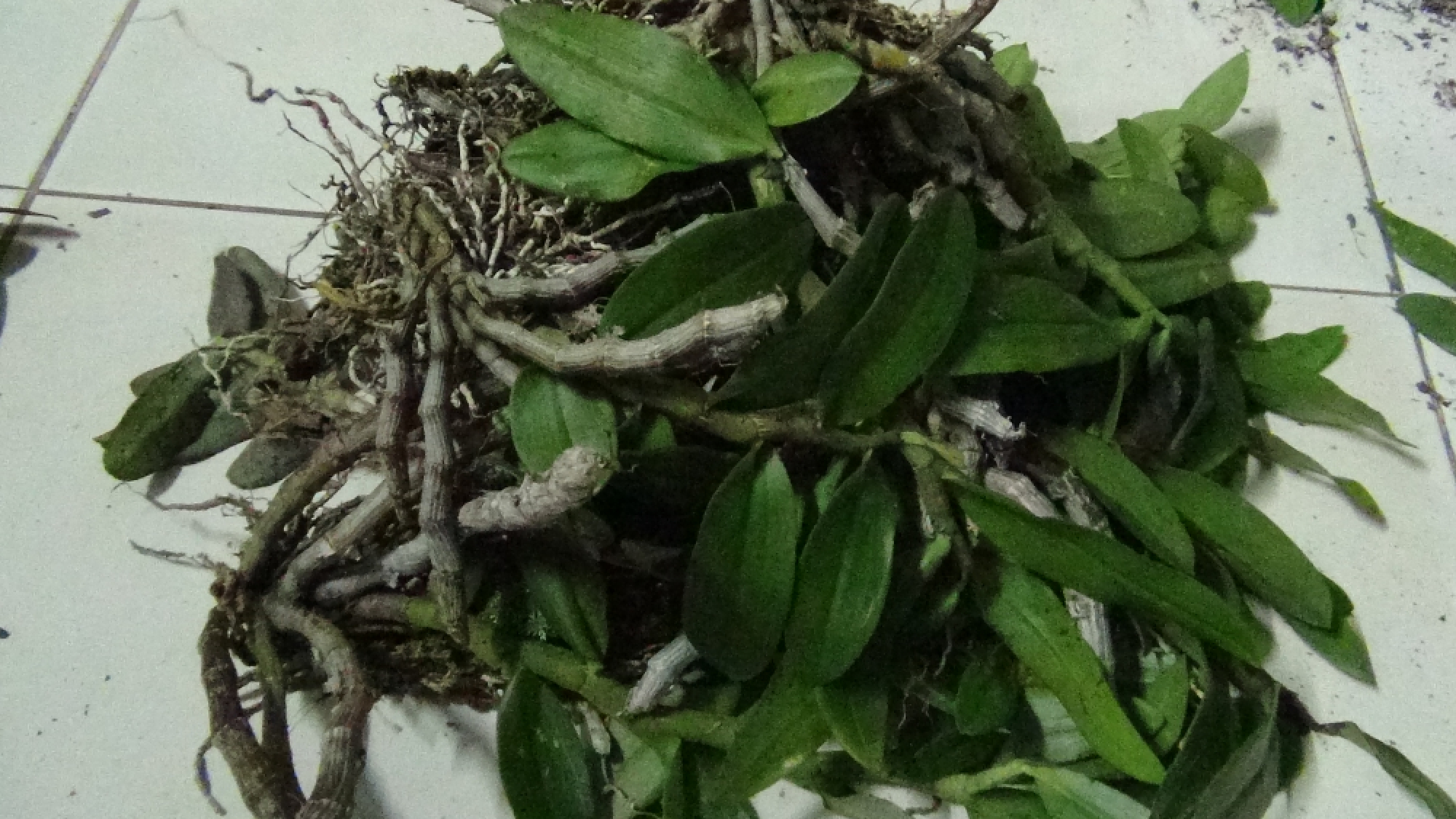 Four arrested for poaching wild orchids in Mae Hong Son