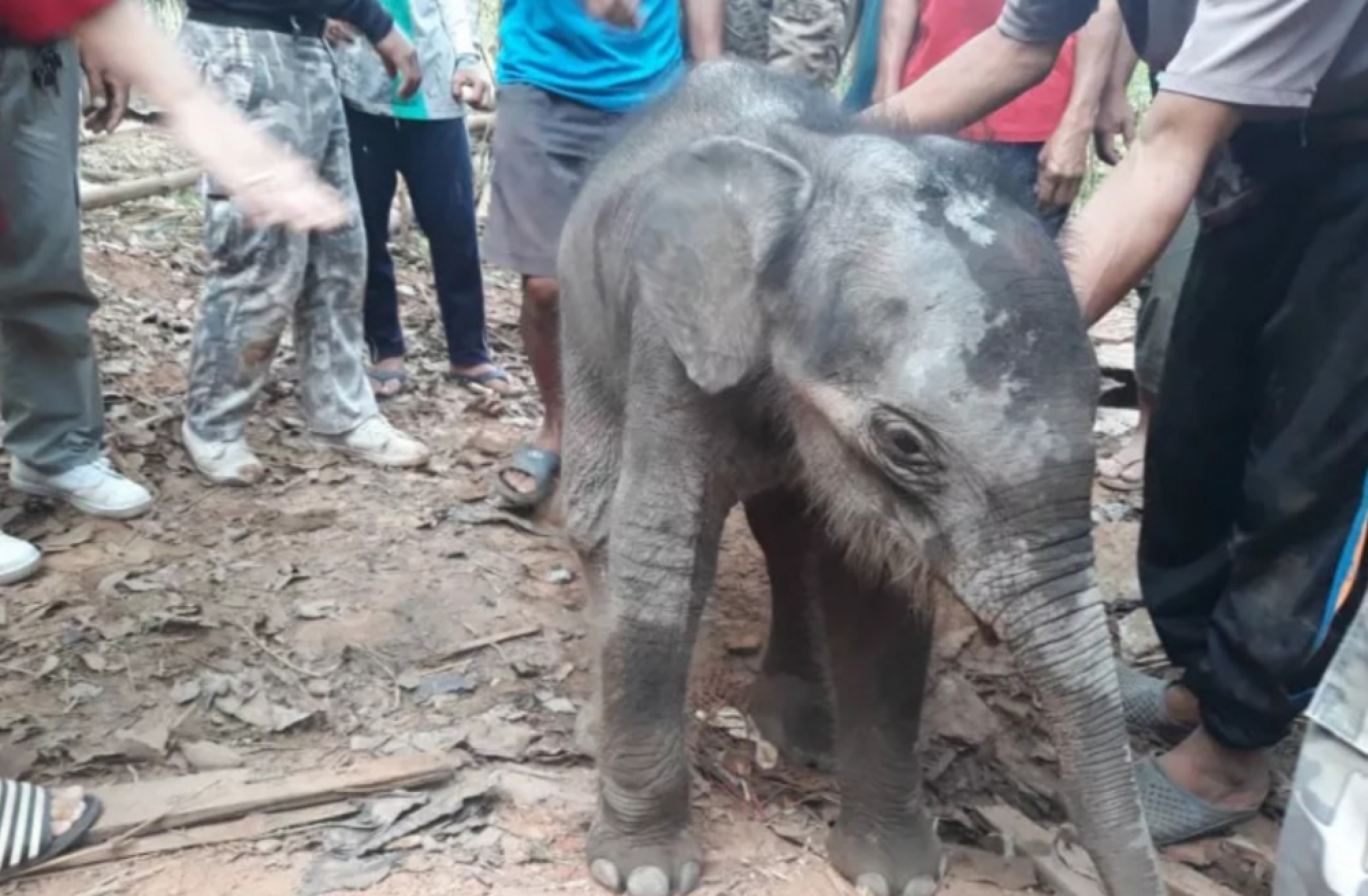 Rescued baby elephant transferred to Surin for treatment