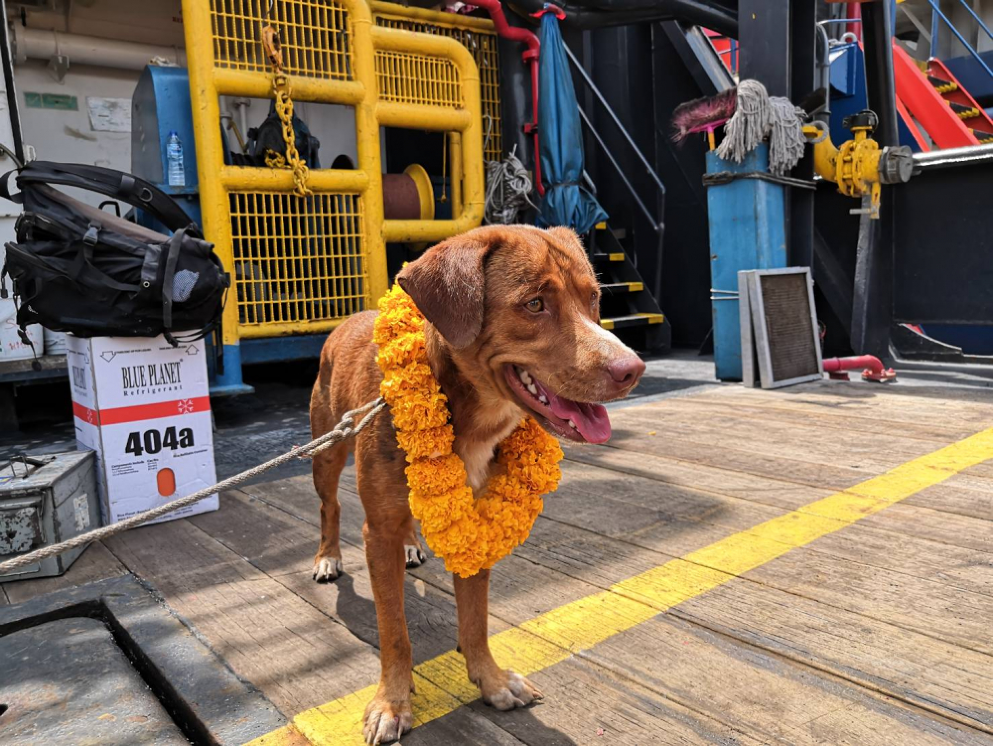 Dog pulled from ruff seas 220 kms off Thai coast to be adopted by rescuer